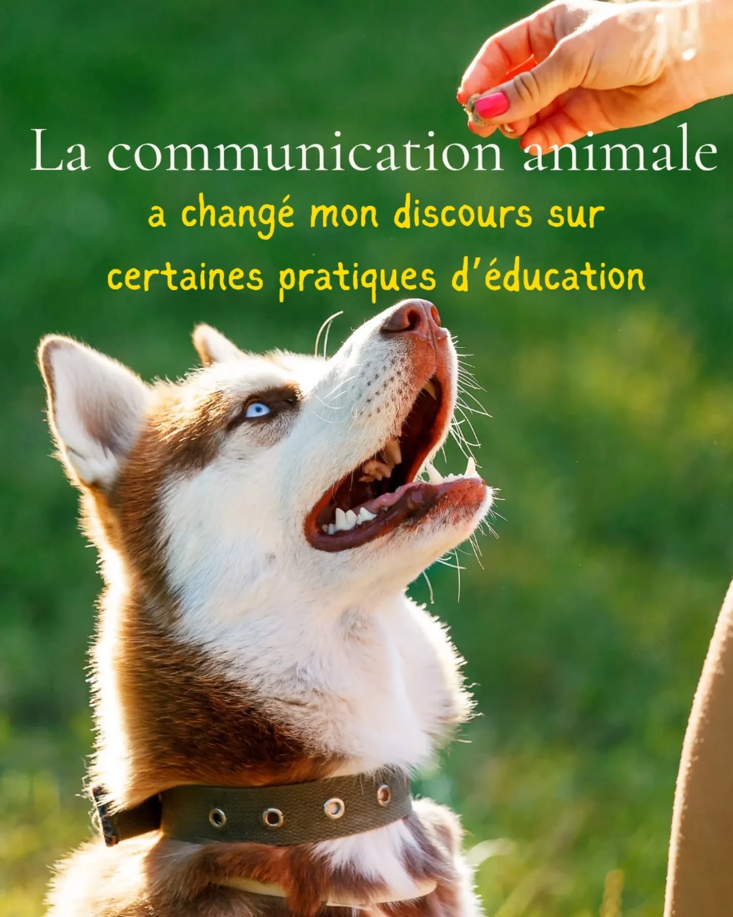 J’ai longtemps déconseillé le rituel de départ parce que c’est ce qu’on m’avait appris.
Et puis un jour, Ruby m’a montré que ce n’était pas si simple.
Abandonnée deux fois, elle vivait chaque absence comme une nouvelle blessure.
Ce qu’elle demandait n’était pas un caprice : juste un repère, un geste, une phrase, une licorne.
Une semaine après avoir mis en place son rituel, elle ne pleurait plus du tout.
Parfois, écouter l’animal suffit à transformer une situation.
Et ce qui semble “contre les règles” devient la solution la plus juste.
Si ton chien vit mal les départs, si tu sens que quelque chose se rejoue à chaque fois, écris-moi, on regardera ce qu’il vit vraiment.