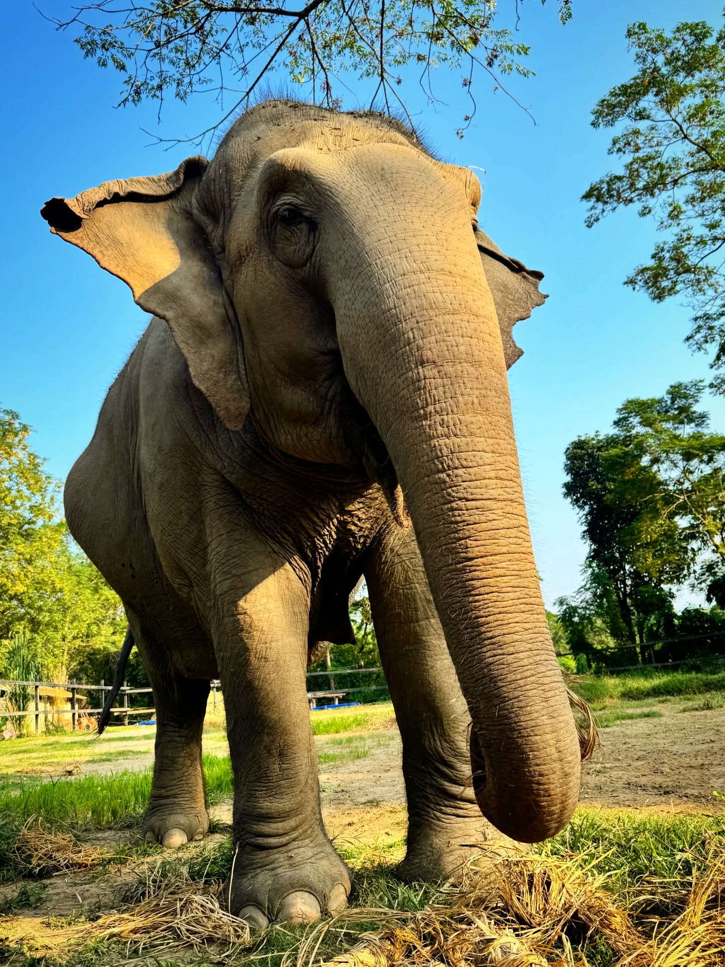 🇬🇧 Lhamo looks like she’s smiling today — and it’s thanks to you. Every step of her healing journey is possible because of the people who choose compassion. Your support gives her safety, care, space, freedom… and moments like this. 🐘🤍🙏
If you want to help us continue providing the best life to Lhamo and the other elephants in our care, you can support us here:
https://donorbox.org/devenir-membre-adherent
Thank you for standing with them, always. 🤍
🇫🇷 Aujourd’hui, Lhamo semble sourire — et c’est grâce à vous. Chaque étape de son chemin vers une vie meilleure est possible grâce à celles et ceux qui choisissent la compassion. Votre soutien lui offre sécurité, soins, espace, liberté… et des moments comme celui-ci. 🐘🤍🙏
Si vous souhaitez continuer à nous aider à offrir le meilleur à Lhamo et aux autres éléphants que nous protégeons, vous pouvez nous soutenir ici :
https://donorbox.org/devenir-membre-adherent
Merci de rester à leurs côtés, toujours. 🤍
#StandUp4Elephants #Lhamo #ElephantRescue #EthicalElephantTourism #SanctuaryLife #ElephantWelfare #EndAnimalCruelty #RescuedElephants #CompassionInAction #WildlifeProtection #SupportNonprofit #DonateForChange #NepalElephants #HopeForElephants #AnimalSanctuary #DonorBox #TogetherForElephants
