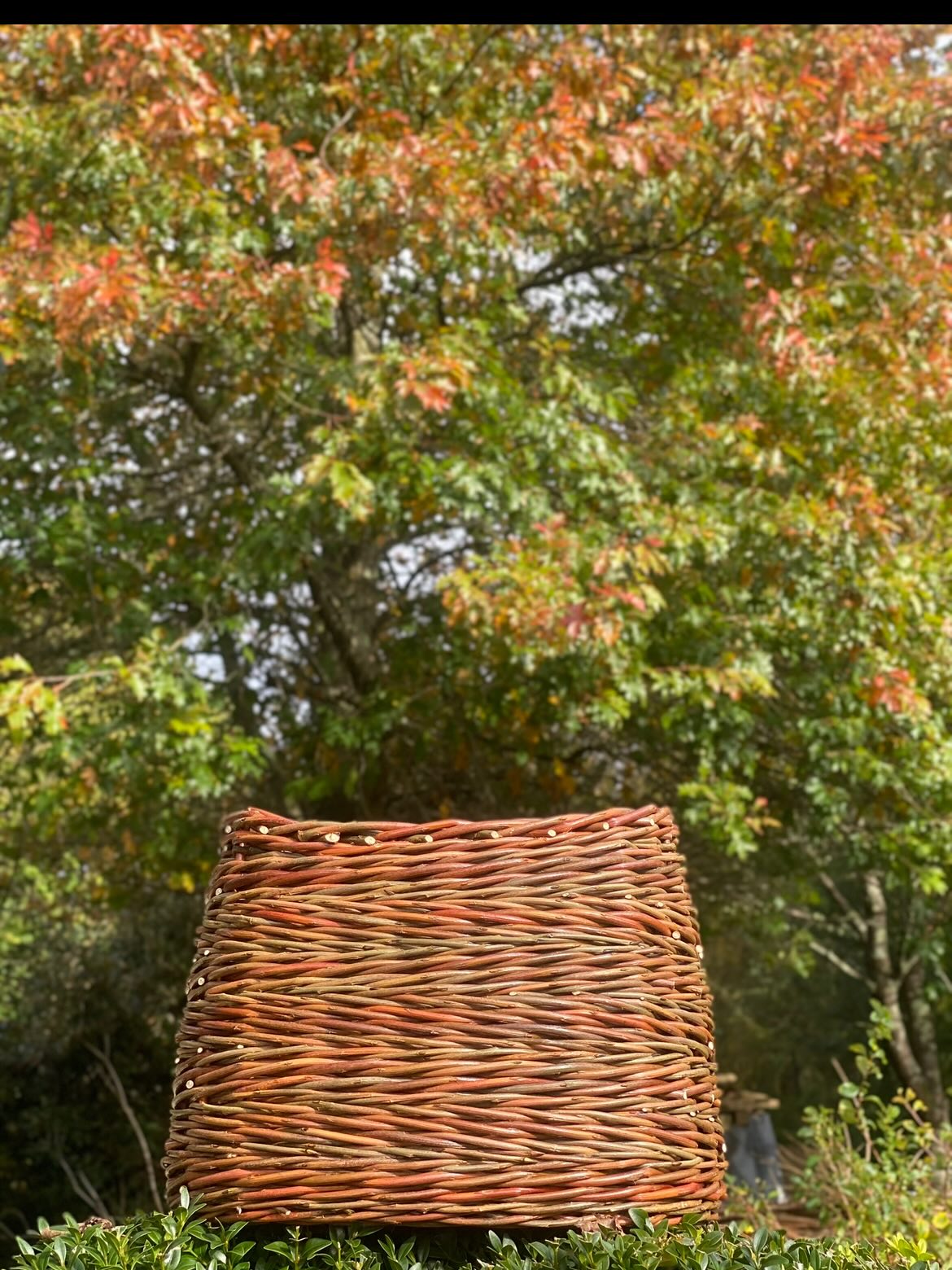 Under our red oak tree a few weeks back, basket matching the leaves 🙂
Now all polished up and for you @cruxcraftfair cruxcraftfair this weekend.
I’m particularly attached to these two baskets , they have the sun woven into them as this is Brittany Green willow that sunbathed all summer in our polytunnel and took on the most fabulous shades of red and maroon.
Just perfect to carry with you on a slightly soggy winters day, kind of like a ‘ready break glow’
While I get lost in thoughts of hot sunshine ☀️, here are the crux details
Fri 28 , 12-6
Sat 29 , 10-5
Sun 30 , 10-4
As well as baskets made from sunshine there will be plenty of other goodies to create inner sparkle, so do come and say hello !