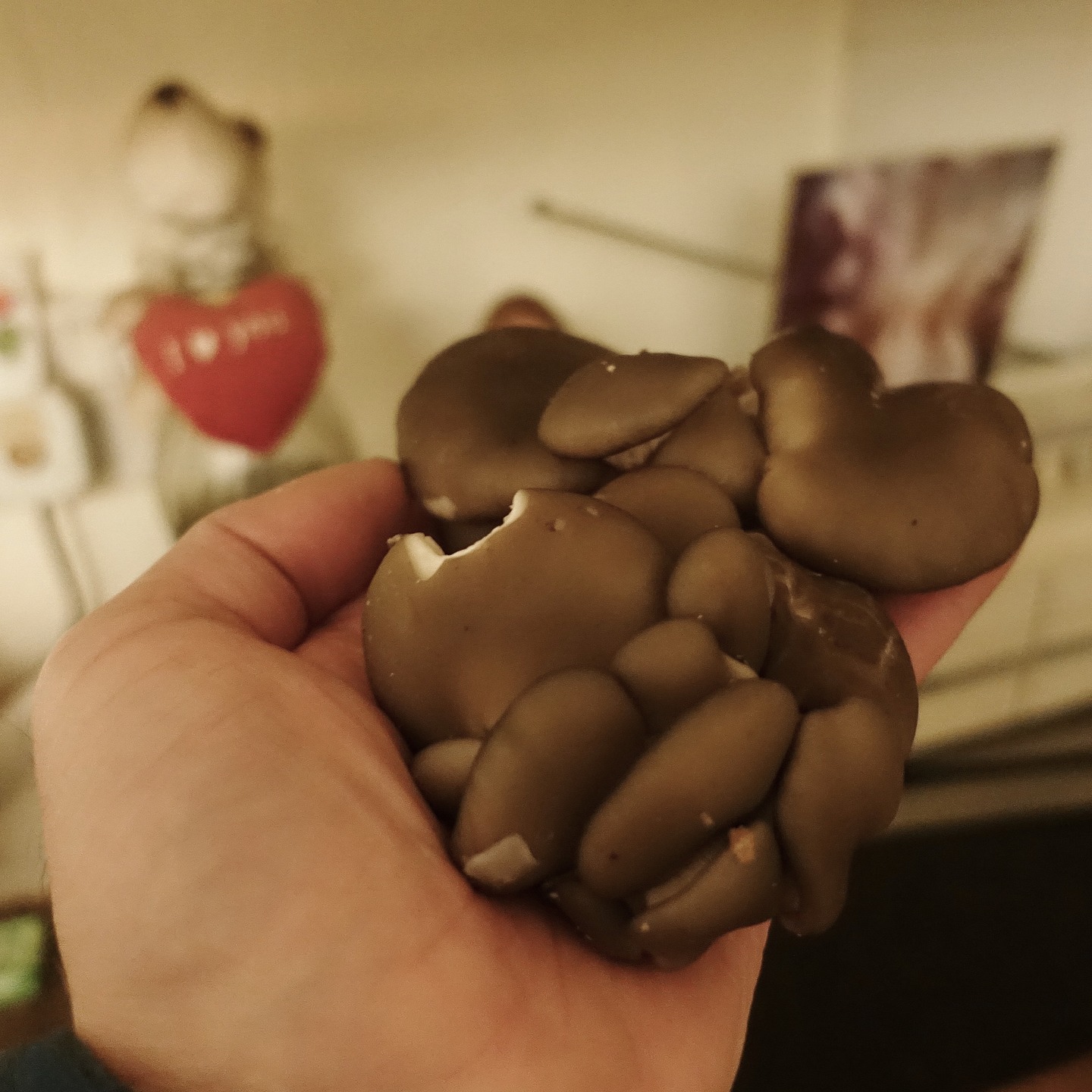 Nature-related, but a bit odd. Walking through Tesco and my mate Jason Morris gave me a bag of what I think were Bay Boletes. Whatever they were delicious with my omelet later. It's not every day you come out of Tesco with some truly wild, freshly foraged mushrooms in the Wye Valley. #forage #foraging #wildfood #wildedibles #bayboletes #wyevalley