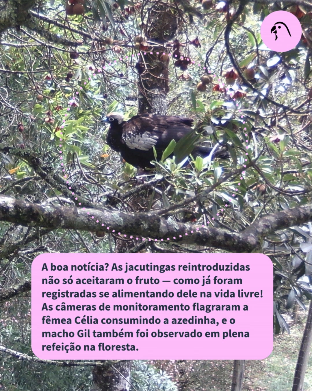 Você sabia que essa espécie consome mais de 40 frutos nativos da Mata Atlântica? 😮
Para preparar as jacutingas vida livre na natureza, durante a reabilitação oferecemos uma variedade de frutos nativos, entre eles, a azedinha (Tovomitopsis paniculata), uma planta que depende da fauna para dispersar suas sementes. Assim, acompanhamos como elas exploram e se adaptam a diferentes recursos alimentares.
E o resultado está aparecendo na vida livre: as jacutingas reintroduzidas já estão se alimentando desses frutos diretamente na floresta e cumprindo seu papel ecológico de dispersoras de sementinhas. 🎉
Temos registros de câmera trap da fêmea Célia, observações do macho Gil e até o flagrante de uma jacutinga comendo frutos de uma árvore monitorada pelos coletores de sementes de São Francisco Xavier.
Cada registro confirma o sucesso da reintrodução e mostra a força da natureza quando tem a chance de se regenerar. 💚🌱
Compartilhe essa boa notícia!
#Conservação #Jacutinga #MataAtlântica #RestaurarÉPreciso #SAVEBrasil