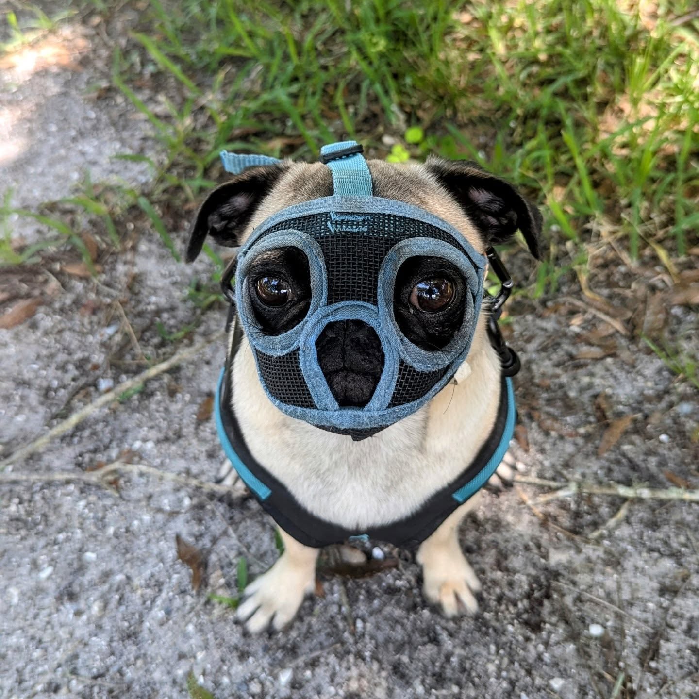 When your pup puppy tries to eat everything 😂 ❤️