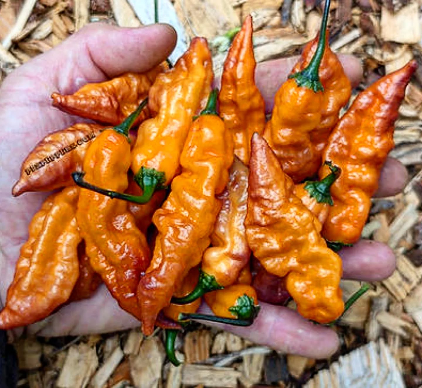We've already sold out of multiple varieties from our 2025 season with more varieties on their way to selling out! Go find some unique new varieties before someone else gets them first! Pictured above is Eye Candy.
•
•
•
#PepperBusiness #HotSauce #FermentedHotSauce #FreshPeppers #PortlandOregon #StJohnsFarmersMarket #PDXPeppers #ChiliPeppers #SpicySauce #ThePepperNursery #ArtisanHotSauce #FreshLocalPeppers #PortlandPeppers #PDXFoodies #PDXFarmersMarket #FarmToBottle #PepperFarm #FermentedPeppers #EyeCandy #PDXart #LocalHotSauce #PepperGrower #PortlandFarmersMarket #ChiliHeads #FarmersMarketFinds #PDXSpicy