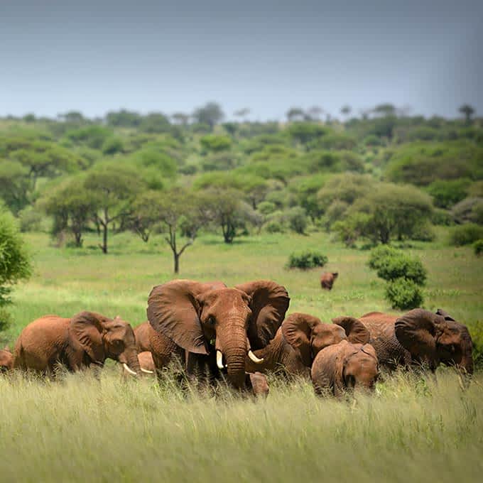 My wonderful young, adventurous clients just got back from their 1 year anniversary trip to Tanzania. They did 7 days on safari and 3 days resting and relaxing in Zanzibar in an overwater bungalow. Beautiful camps, wonderful guides and lots of wildlife. #monterratravel #tanzaniasafari #zanzibar #africatravel #virtuosotravel #safari