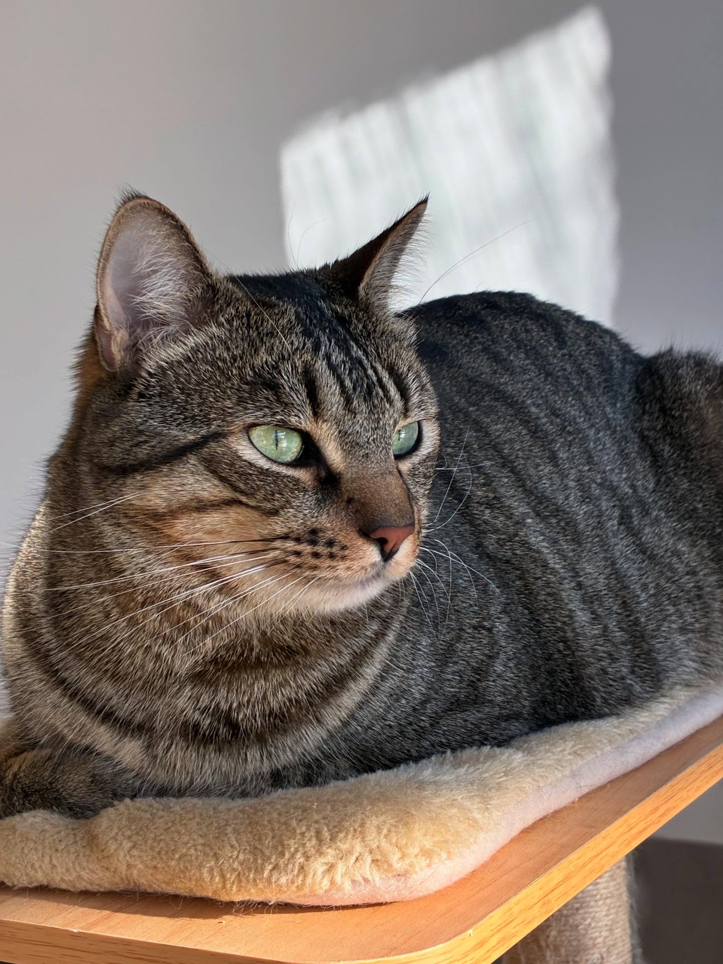 Nos petites stars des derniers jours 🐱
Tous aussi beaux les uns que les autres !
Sirius, Ratatouille, Olaf, Nyamba, Hippie, Cremosa, Romy, Ugo, Billie et Thaïko 😎
#larecreduchat #hotelpourchats #pensionpourchats #cat #catlife #catlovers #december #aixmaville #aixenprovence #chat #passionchat