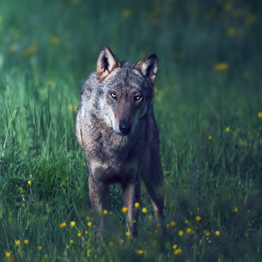 Lately I’ve been reminding myself of this simple truth:
“Work hard, stay disciplined, be patient. Your time will come.”
We live in a world that celebrates overnight success, instant results, and quick wins.
But real growth — the kind that lasts — is quiet, slow, and steady.
Consistency doesn’t always feel exciting, and patience can feel like waiting in the dark.
But if you keep showing up… things begin to shift.
Your path is unfolding, even when you can’t see the progress yet.
🌱 Keep going.
⏳ Trust the pace.
⭐ Your time will come.
#innercompasscounselling #yvrtherapy #onlinetherapy