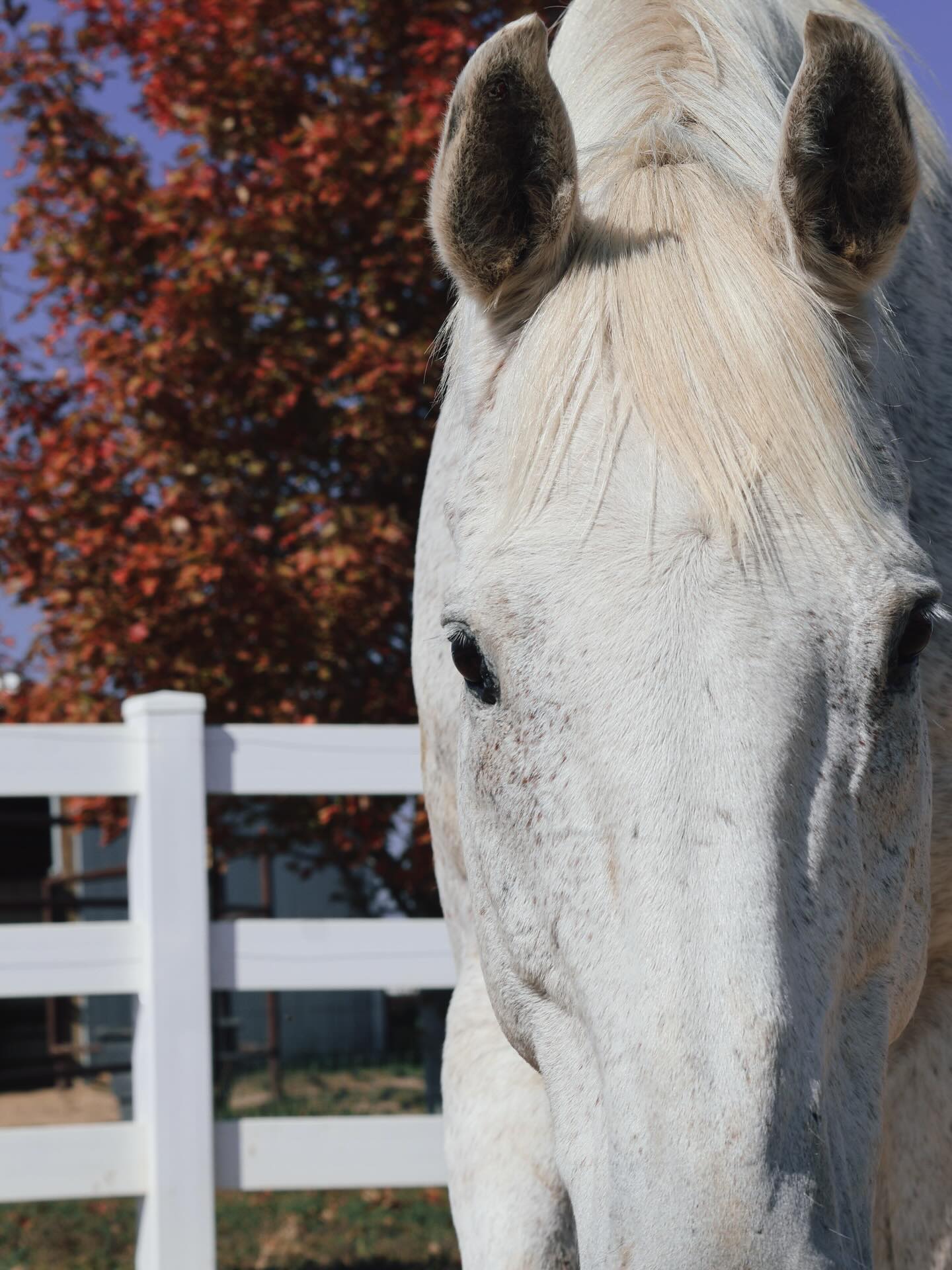 Cookie Monster trollin’ #horses #cookies #longmontcolorado