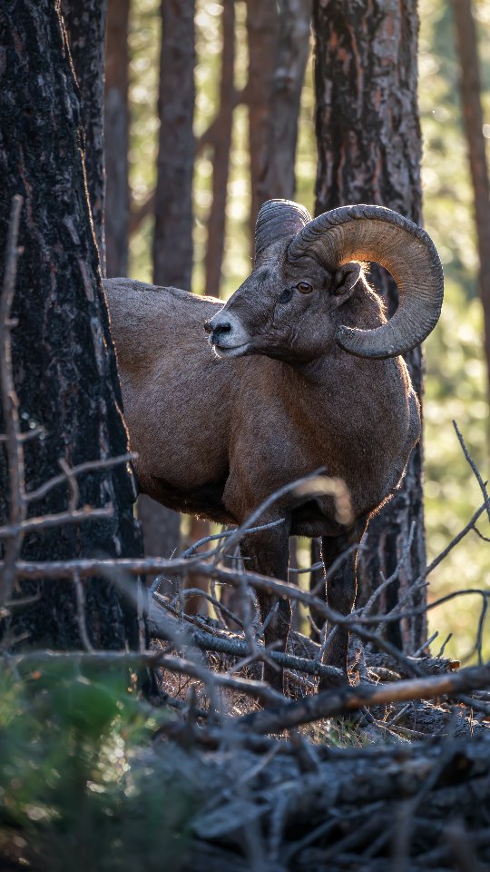 Mature big horn sheep Ram in South Dakota it was a pleasure watching this guy in action for the short time I had with him. A tribute to a beautiful animal. 🙏
Hope everyone has a safe and peaceful Thanksgiving.
Photography by @ascwildlife
.
.
.
#wildlifephotography #SouthDakota #bighornsheep #ramsl #wild