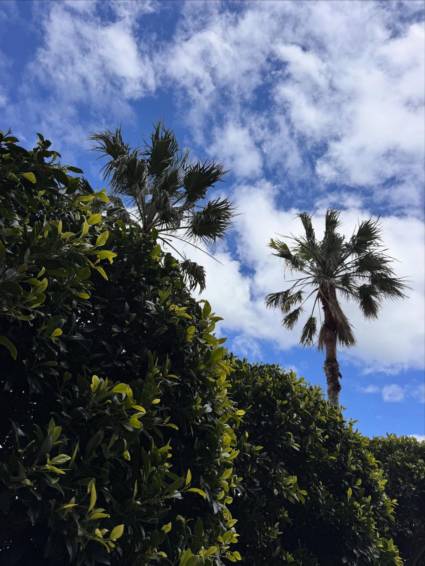 Washingtonia robusta palms towering over Ficus Hillii spheres. š #gardening #gardenmaintenance #saintkilda #washingtoniarobusta #ficushillii #spring #melbourne
