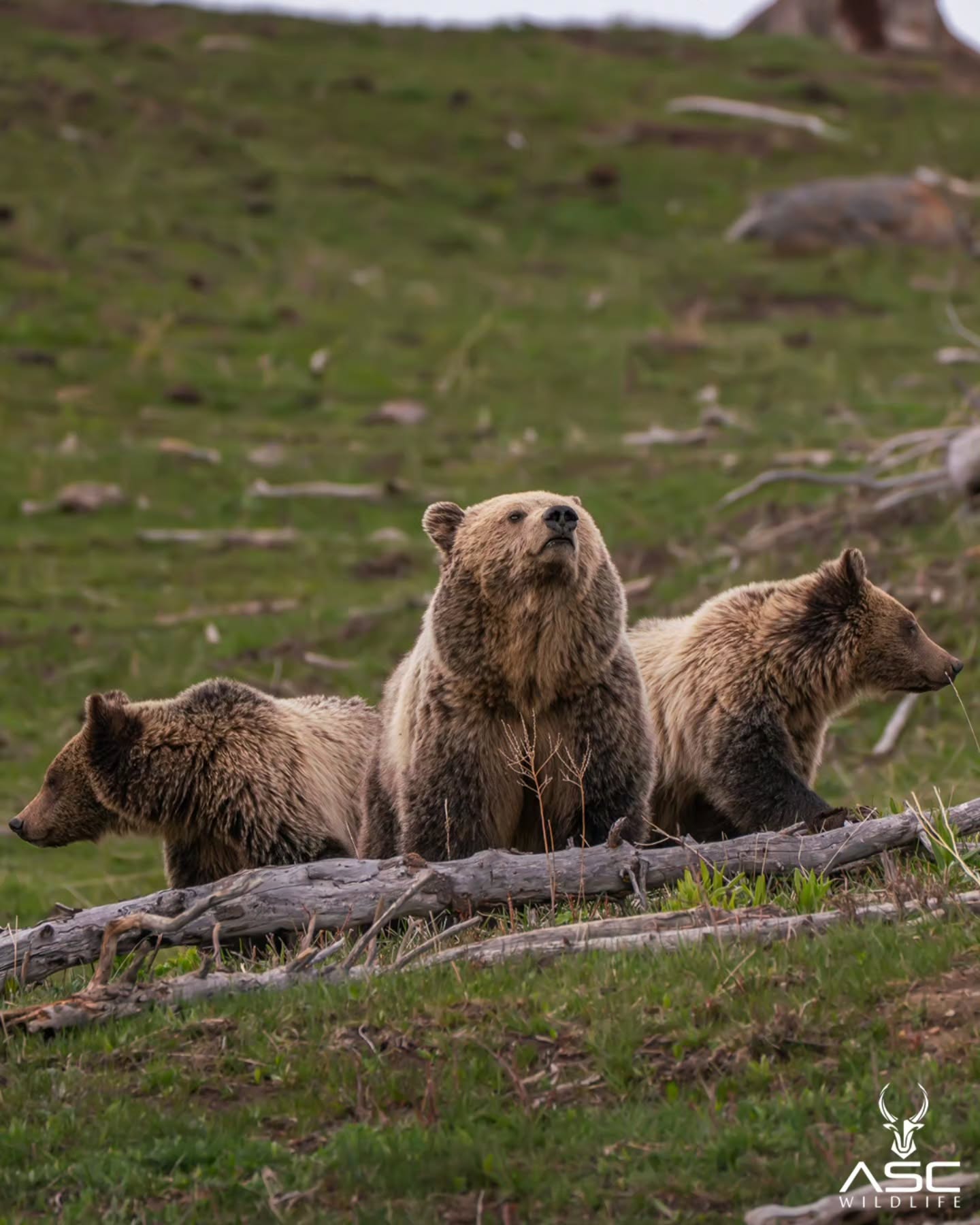 Grizzly bear mama (Snow) and her cubs in Yellowstone earlier this year. It was amazing how they stopped perfectly on each side of mom.. Like little bear bookends! 🐻
It's been a year of memories good and not so good, but that's how the world turns. I'm forever grateful for my friends and family.
Thank you friends!
Hope everyone has a safe and Happy Holiday season.