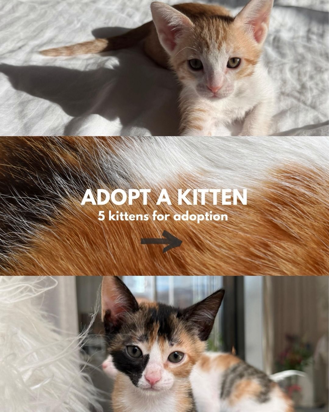 🩵 ADOPT A KITTEN 🩵
Update: 2 boys left 🥹
These 10-week-old babies are looking for their forever homes!
✅ Healthy
✅ 1st vaccination done
✅ Vet-checked
If you’re looking for a companion who’ll bring so much joy and love into your life, consider one of these babies (or more 🥰)
DM us if interested or share this with your friends 🙏🏼
@mikesvetdxb
#adoptdontshop #adoptakitten #catadoption #vetclinic #dubaivet #vetdubai
