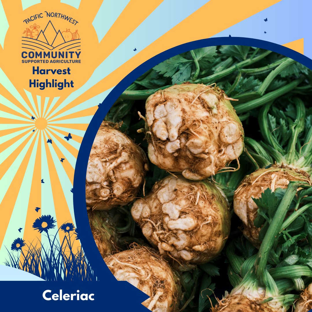 🌱 Harvest Highlight: Celeriac (Celery Root) 🌱
Celeriac isn’t winning any beauty contests, but beneath that rough, knobby exterior is a creamy, fragrant root that brings incredible flavor to cool-season cooking. If you’ve spotted it in your CSA box and weren’t sure what to do with it, you’re not alone.
Celeriac is a variety of celery grown for its root instead of its stalks. Its flavor is mild and earthy, like a cross between celery and parsley root, with a texture that falls somewhere between potato and parsnip.
How to Use It
– Mashed: Mix with potatoes or use on its own for a celery-scented mash.
– Roasted: Cube, toss with olive oil and herbs, and roast until caramelized.
– Soups & Stews: Adds savory depth, great in pureed root veg soups.
– Remoulade: Classic French prep julienned and tossed raw with mustardy vinaigrette.
– Gratin or Hash: Thin-slice and layer with cream and cheese or dice and pan-fry with other roots.
Prep Tip
The skin is thick. Use a knife, not a peeler, and trim generously. Once peeled, the flesh oxidizes quickly, so drop inti acidulated water (water with lemon or vinegar) if you’re not cooking it right away.
Storage Tip
Celeriac stores like a champ. Keep in a produce bag in the fridge, and it’ll last for weeks, sometimes longer.
This cold-season staple is a flavor powerhouse that deserves a spot in your winter cooking rotation. Don’t be intimidated by the looks. Once you try it, you’ll want it in soups, mash, and roasts all season long.
#HarvestHighlight #Celeriac #CSA #PNWCSA #KnowYourVeg #EatLocal #FarmFresh #WinterVeg
