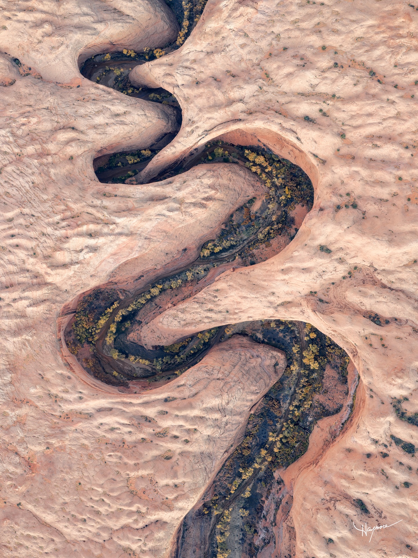Ancient canyons hold the secrets to life.
Walking above on the surface of the plateau, one would have no idea an abundant ecosystem was thriving in these deep desert canyons.