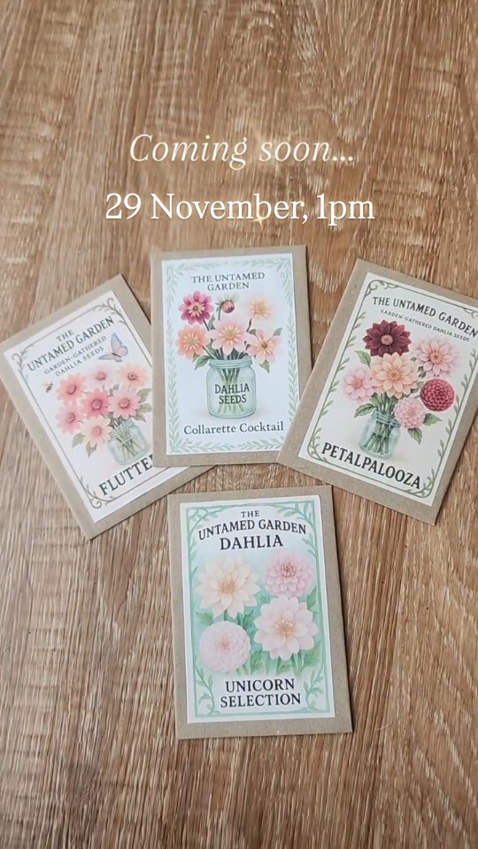 🌿 Pre-Christmas Seed Sale — This Saturday at 1pm! 🌿
We’re having a tiny festive seed release before the big event next year — we have four special mixes available, each gathered from our favourite dahlias and most exciting seedlings.
✨ Flutterby
A pollinator’s dream with no staking, no fuss.
A joyful mix of collarettes and singles.
(Collarette seeds were not isolated from singles, so they didn’t make the cut for our Collarette Cocktail mix — but they’re still gorgeous!)
✨ Collarette Cocktail
A curated blend from our favourite collarettes, plus a few from our own Untamed seedlings.
Includes seeds from Strawberry Bon Bon, Sarah Raven, Venus, Bumble Rumble, Skyfall, 15 Love, Karen G, and more.
✨ Petalpalooza
A celebration of our most reliable seed producers — Copper Boy, Senior Darkness, Espacio, and others — along with seeds from our Untamed fully double and peony-style seedlings.
✨ Unicorn Selection
A rare treat: seeds from dahlias that are hard to find in the UK or famously stingy with seed.
Includes KA Keltie Rose, Kelgai Ann, Thea Rose, Night Silence, Coseytown Babycakes, Bermuda Pink, Tory P, Coralie, Hapet Old Charm, and more.
We hope you love these little pre-Christmas treasures.
Our main seed sale will be early next year — keep your eyes peeled! 🌱✨
Link in bio 😉