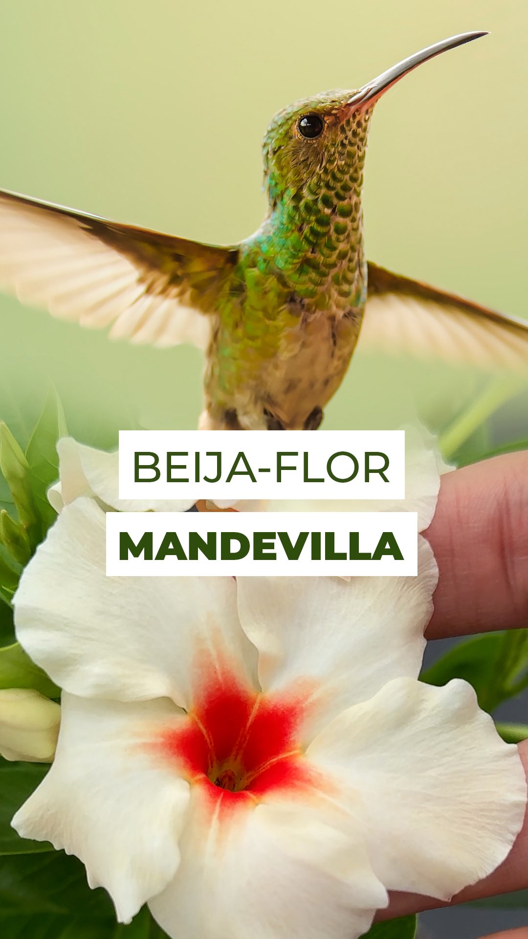 A Mandevilla é daquelas flores que atraem olhares… e também beija-flores! 🌸✨
Com seu formato de trombeta, cores vibrantes e um néctar naturalmente doce, ela parece ter sido feita sob medida para essas pequenas aves cheias de energia.
Enquanto o beija-flor se alimenta, sem perceber, carrega o pólen grudado nas penas e leva para a próxima flor, e aí a mágica da polinização acontece, uma troca perfeita: alimento para ele, continuidade para as flores.
Como a Mandevilla floresce por meses, ela vira um verdadeiro “restaurante aberto o ano todo” para os beija-flores, que precisam comer a cada 15 minutos para manter o metabolismo acelerado.
E só eles fazem esse trabalho com tanta precisão, já que o beija-flor consegue ficar suspenso no ar enquanto se alimenta.
Ou seja: se você tem uma Mandevilla no jardim… é só esperar.
A visita sempre vem. 🌺✨
#mandevilla #beijaflor #jardim #flor #flores