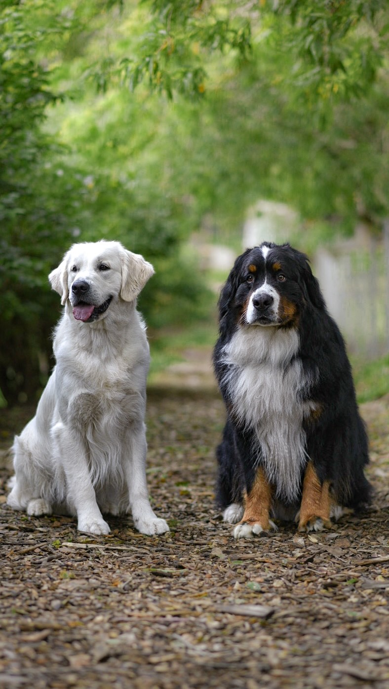 When best friends get to take their dogs who are also best friends on a pet friendly holiday 🐶🩷
#goldenretriever #bernesemoutaindog #bestfriends #holiday
