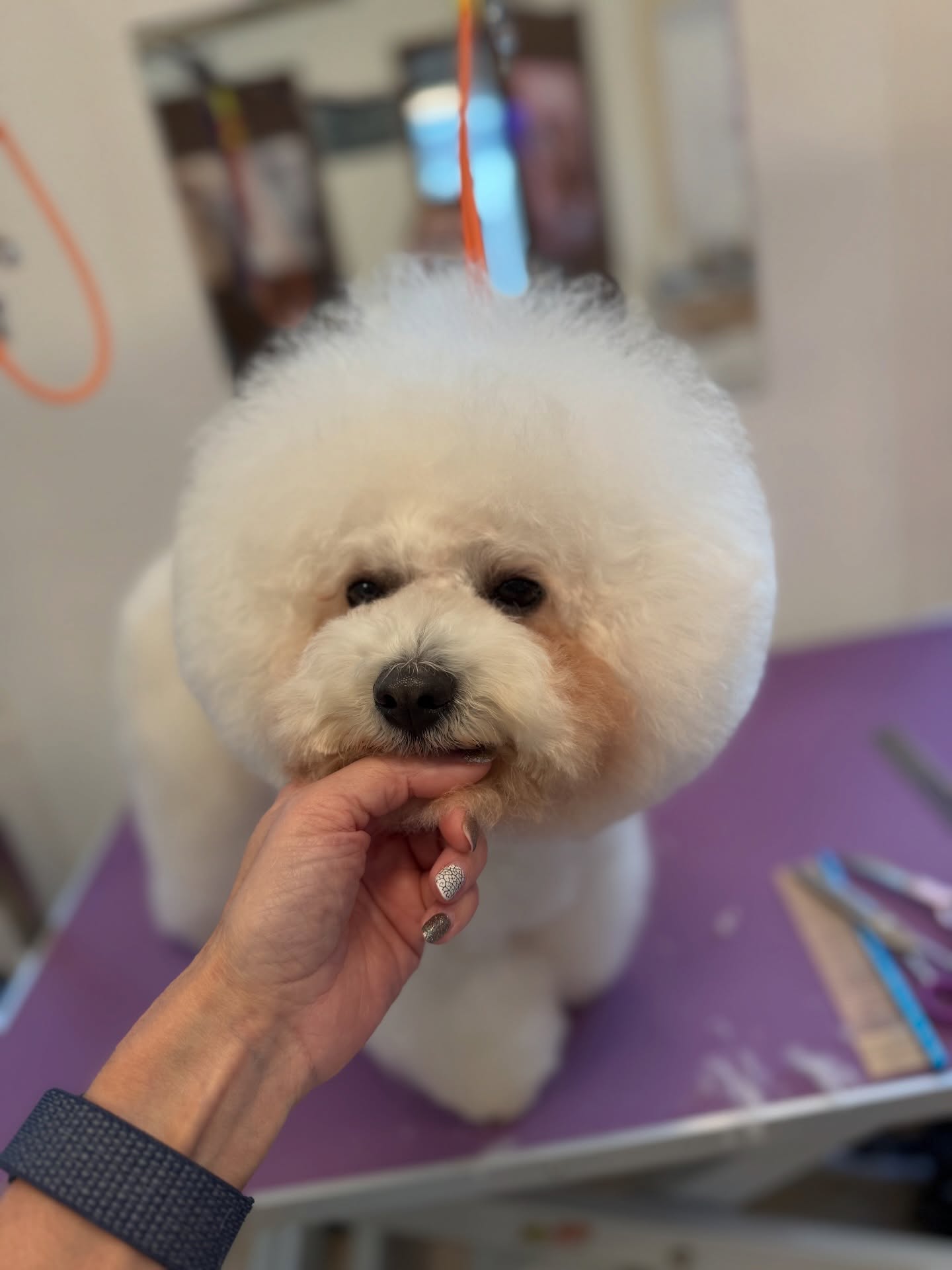 #bishonfrise #grooming #hundesalonluzern #schweiz