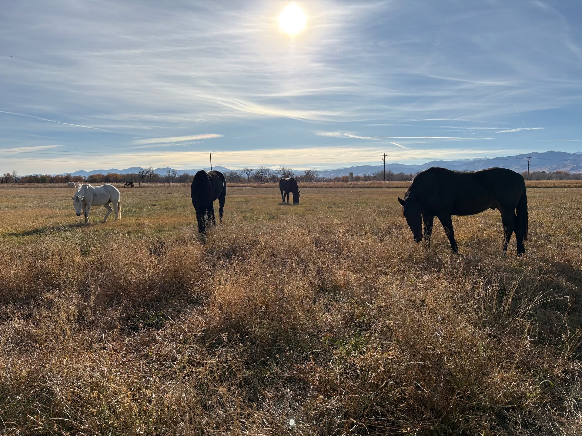 HELLO DECEMBER,
Many of our Ranch family workers helped to fence a large pasture in the lowlands for most of the horses. A good number of the Ranch horses are now happily grazing through the winter months where the grass grows longer and the weather is a little milder. Do you spot your favorite Neigh?
.
.
.
#cmr #colorado #coloradomountains #coloradomountainranch #summercamp #summercamphorses #horses #horsesofcolorado