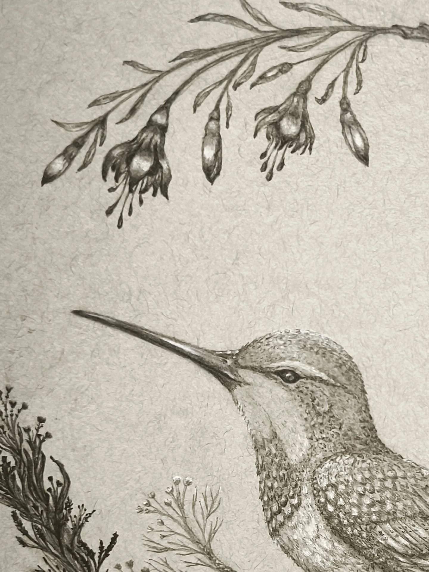 Just when all seemed lost, a hummingbird came, bright as a living ember in the grey air. It returned each day without fail, hovering through the man’s grief, until his tears stilled and his eyes could truly see it. So small, yet unbroken by storms or distance, the bird became a vow made of wings: that joy can endure sorrow, that resilience needs no size, and that to survive is sometimes to adapt, to hover, to move forward and back until hope finds its way in.
HUMMINGBIRD
•••
I created this artwork for the Jamaica hurricane relief fundraiser last week. THANK YOU to all those who bought this print and others to show your support 🙏
This was my first time working on grey tinted textured paper, I used graphite pencils and white chalk. As always, this was drawn from my imagination.
#hummingbirdart
#jamaicahurricanerelief #inspiredbynature #originalartworks #handdrawnart