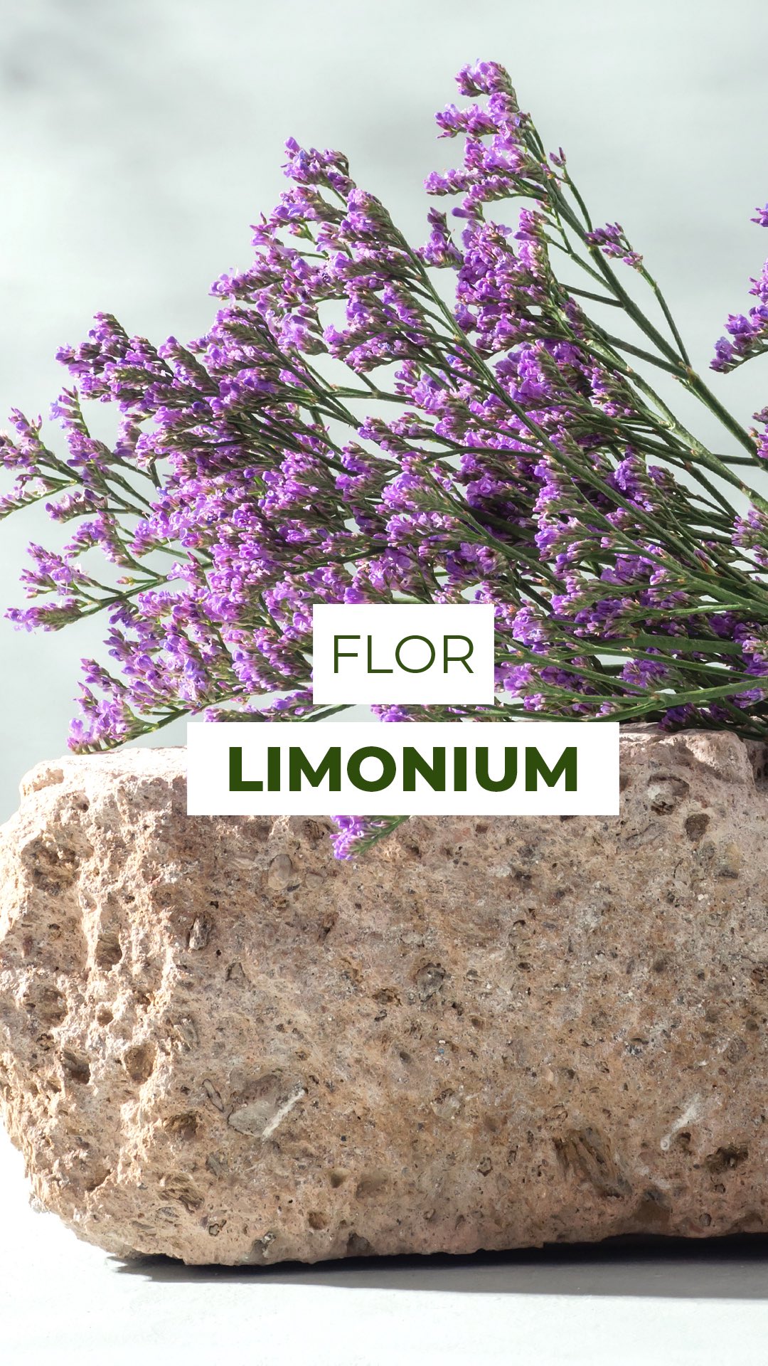Limonium: a flor de corte que dura, encanta e transforma qualquer arranjo! ✨💜
Com hastes longas, super ramificadas e cheias de mini flores, o Limonium é conhecido no mundo inteiro por criar esse efeito de “nuvem densa”. Leve, volumoso e sofisticado, é considerado um dos melhores enchimentos!
Resistente ao vento, ao sol e até à seca, ele surpreende também na durabilidade: passa de 21 dias na água e, quando desidratado, mantém a cor por anos.
O mais curioso? Esse roxinho vibrante que você vê não é a pétala, mas o cálice, a estrutura que protege a flor e mantém a beleza por tanto tempo.
Essa variedade é o Limonium latifolium, famosa pelas folhas largas na base da planta e pelo visual único que encanta desde o primeiro olhar.
E aí, você já conhecia essa flor incrível? 🌿💜
#Limonium #floral #florista #Flores #decor