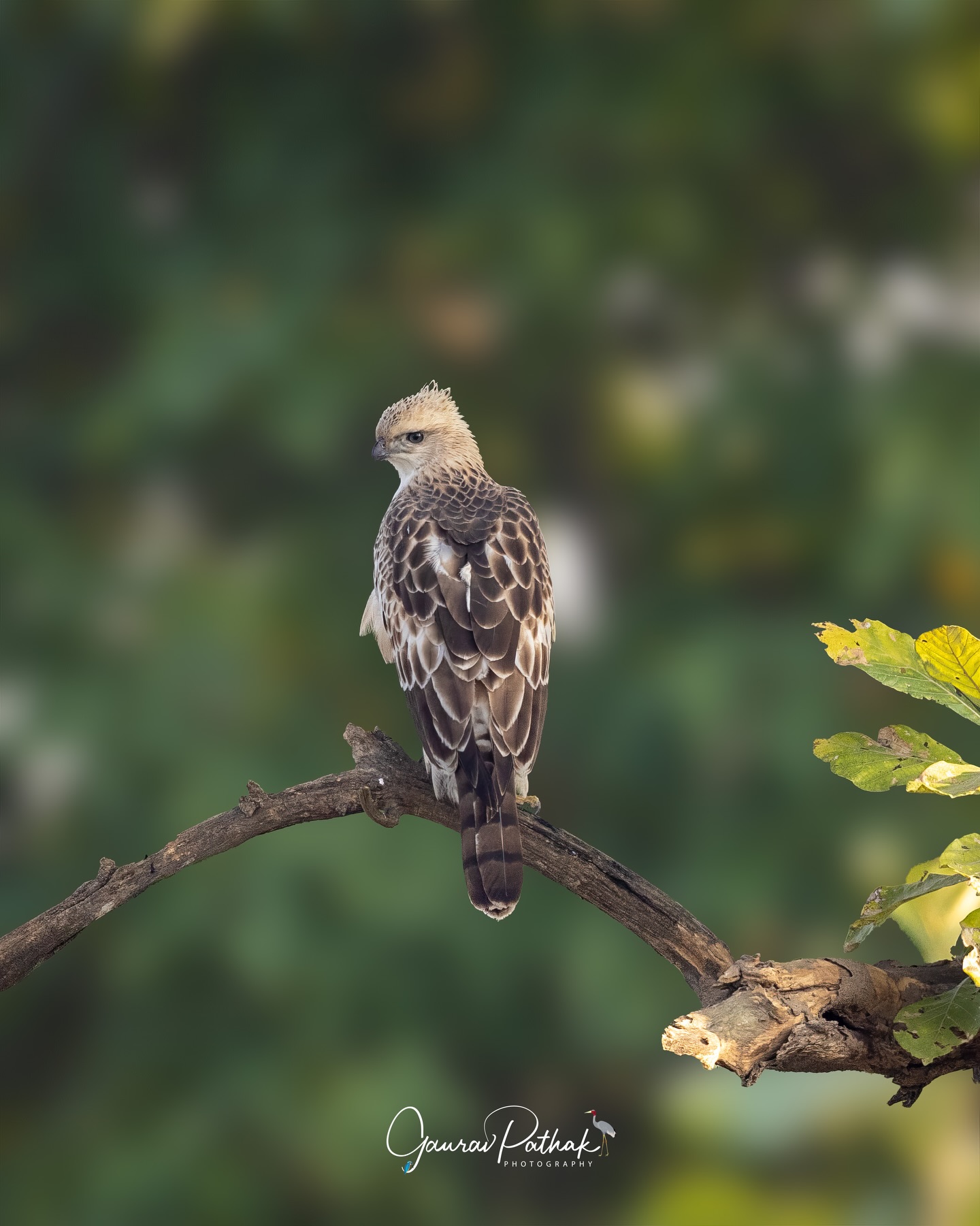 Changeable Hawk-Eagle (Nisaetus cirrhatus) – A juvenile perched with a striking mix of white and soft brown, still growing into the darker, more defined plumage of the adult. That pale, mottled look gives young birds an almost ghostlike presence in the canopy, especially when the light catches their feathers just right. Even at this age, the posture is unmistakable: alert eyes, upright stance, and the quiet confidence of a forest hunter in the making. A glimpse of power before it fully matures.
.
Location - Rajaji National Park
Shot on Canon R5
Canon RF600mm F4 L IS USM
ISO 640
f/4
1/640s
.
#canonrf600mmf4 #animalplanet #kings_birds #bbcearth #birdphotographers_of_india #bbcwildlifepotd #best_birds_of_ig #birds_captures #bestbirdshots #bird_brilliance #birds_adored #canonasia #canonedge
#capturedoncanon #birds_nature #discoverychannel #discoverychannelindia #earthcapture #canwithcanon #photoscapeofthemonth #morebirdpics #natgeoindia #natgeoyourshot #nature_brillance #ssptalenthunt #nuts_about_birds #planetbirds #raw_birds #your_best_birds #yourshotphotographer