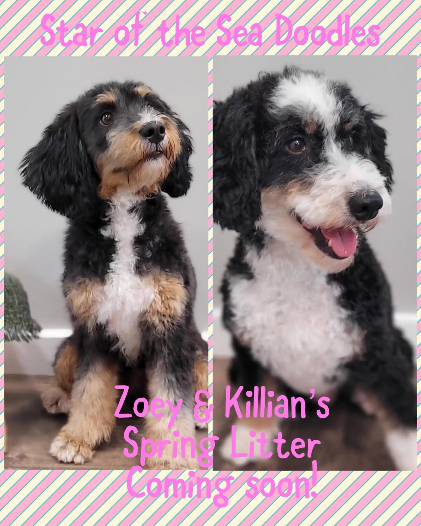 Fill out a puppy application on staroftheseadoodles.com