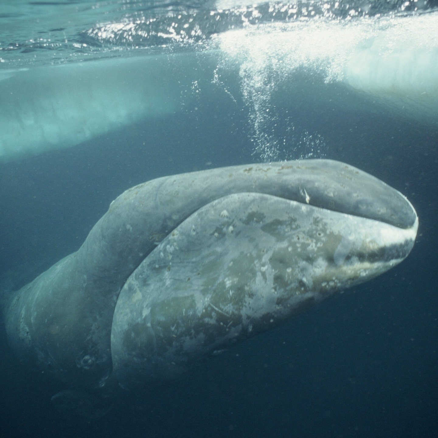 The Bowhead Whale has the biggest mouth of any animal which has ever lived.
It also repairs damaged DNA really well resulting in very low rates of cancer and slow aging.
They can live over 200 years which means some of these mammals were alive during the industrial revolution.