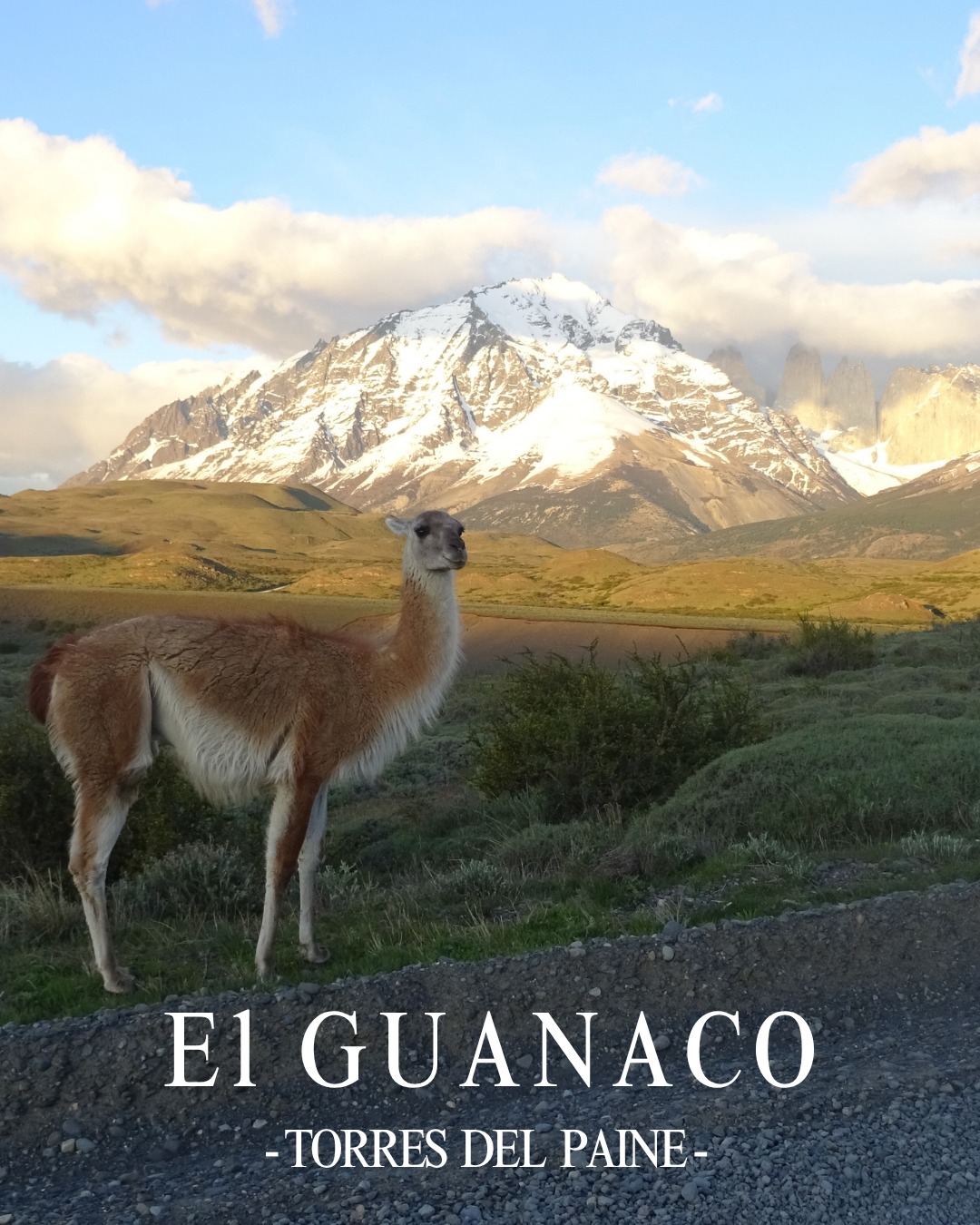 - G U A N A C O S -
(📸 prise lors d'une balade dans le Parc de Torres Del Paine).
Et non ce n'est pas un lama !
Leurs points communs >>
☑️Même famille : les camélidés
☑️Même allure générale.
Leurs différences >>
➡️Guanaco = 100 % sauvage
➡️Lama = domestiqué depuis des millénaires
➡️Taille & carrure >>
Le lama est plus grand, plus massif, fait pour porter des charges.
Le guanaco est plus élancé, plus agile, spécialisé dans l’art de la fuite (face au puma par ex).
➡️Pelage >>
Le lama a une couleur qui peut varier, parfois touffu.
Le guanaco est uniforme, roux doré avec un ventre blanc.
➡️Comportement >>
Le lama n’hésite pas à exprimer son mécontentement ( = le crachat).
Le guanaco reste plutôt réservé, observateur. (Il peut cracher, mais ça serait vraiment pas de bol).
#patagonia #trekking #chili #argentine #patagonie #montagne #guanaco #torresdelpaine #torres #argentina #fauna