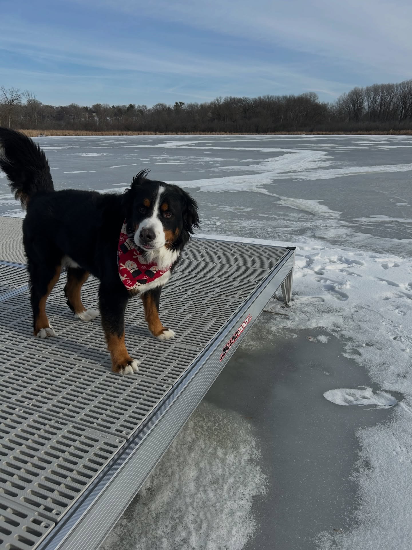 Happy to jump off the dock in any season ❄️
We’ve got about 6 inches of ice on the lake, and it’s been so windy lately that most of the snow has blown away! Great conditions for ice skating ⛸️ 🏒 or for zooming around if you’re Bert Bert 💨
#bertoftheday #bernesemountaindog #berner