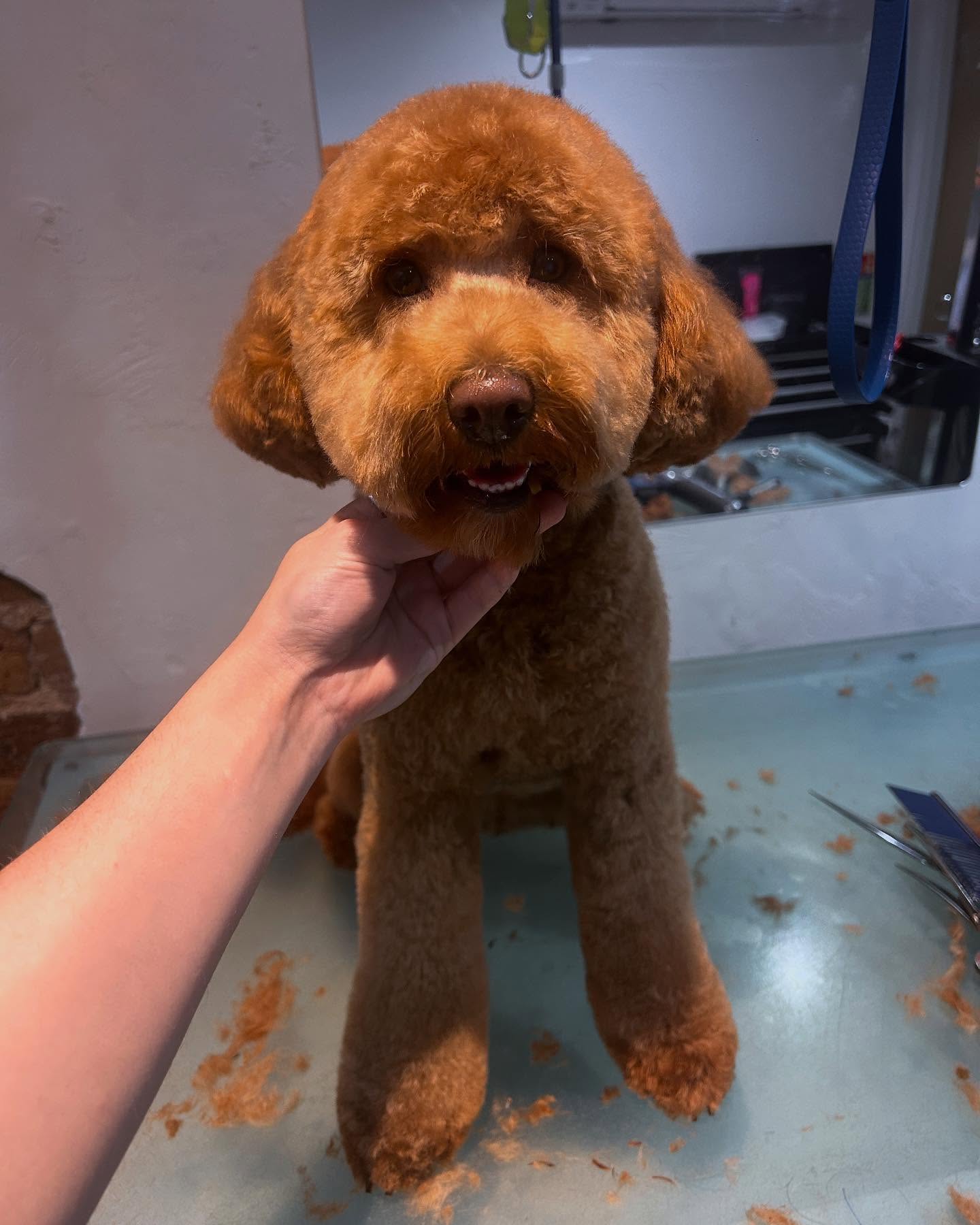 Bailey the perfect lil cockapoo right after her trim. Excuse the fluff and the hand but I had to get a quick pic of her 😅😍
.
.
.
#brightondogs #brightondoggroomers #brightondogsofinstagram #doggrooming #cockapoo #woofmans #woofmansdoggrooming