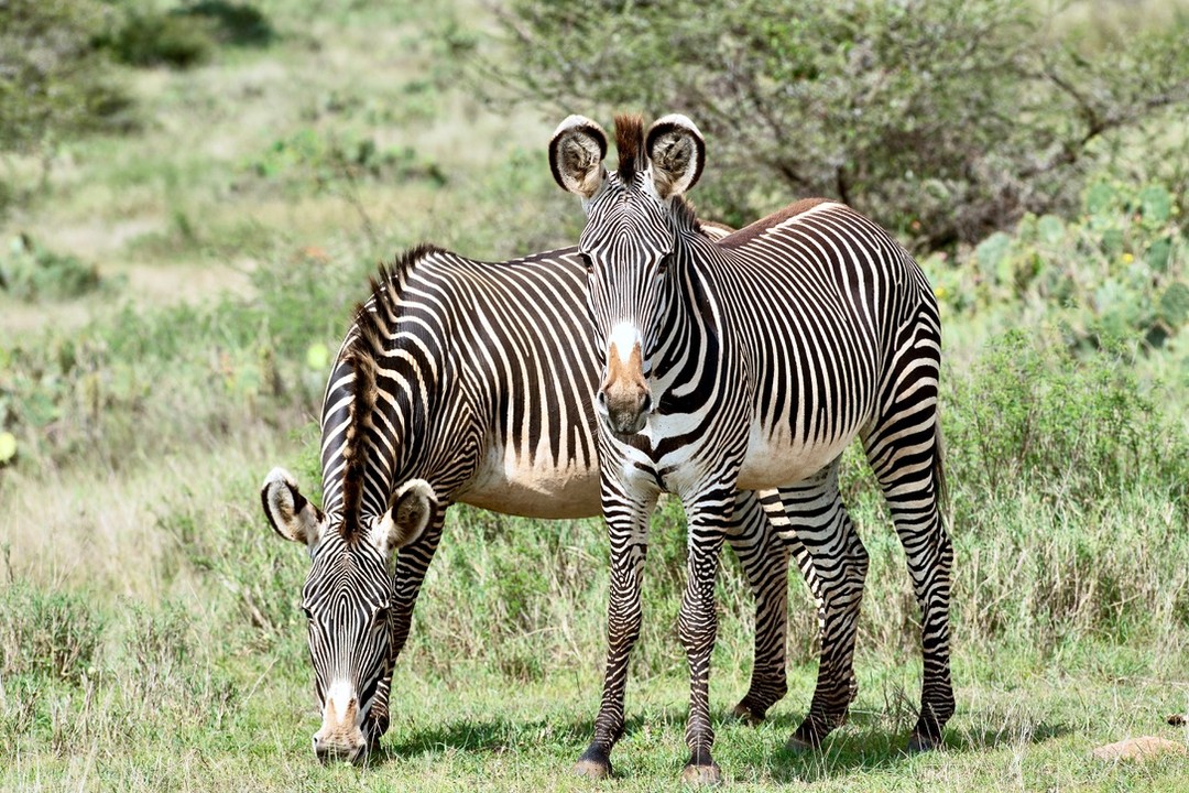 Did you know? Grevy’s zebras can survive longer without water than any other zebra species — a vital adaptation for life in northern Kenya’s arid landscapes.
Listed as Endangered, fewer than 3,000 remain in the wild, with the majority found in Kenya. Protecting connected rangelands and supporting coexistence with local communities is key to securing a future for one of Africa’s most threatened mammals.
Photo © Al Boyd
#GrevyZebras #WildlifeConservation #EndangeredSpecies #SavannaLife #AnimalAdaptations #KenyaWildlife #ProtectOurPlanet #BiodiversityMatters #LandConnectedLifeProtected