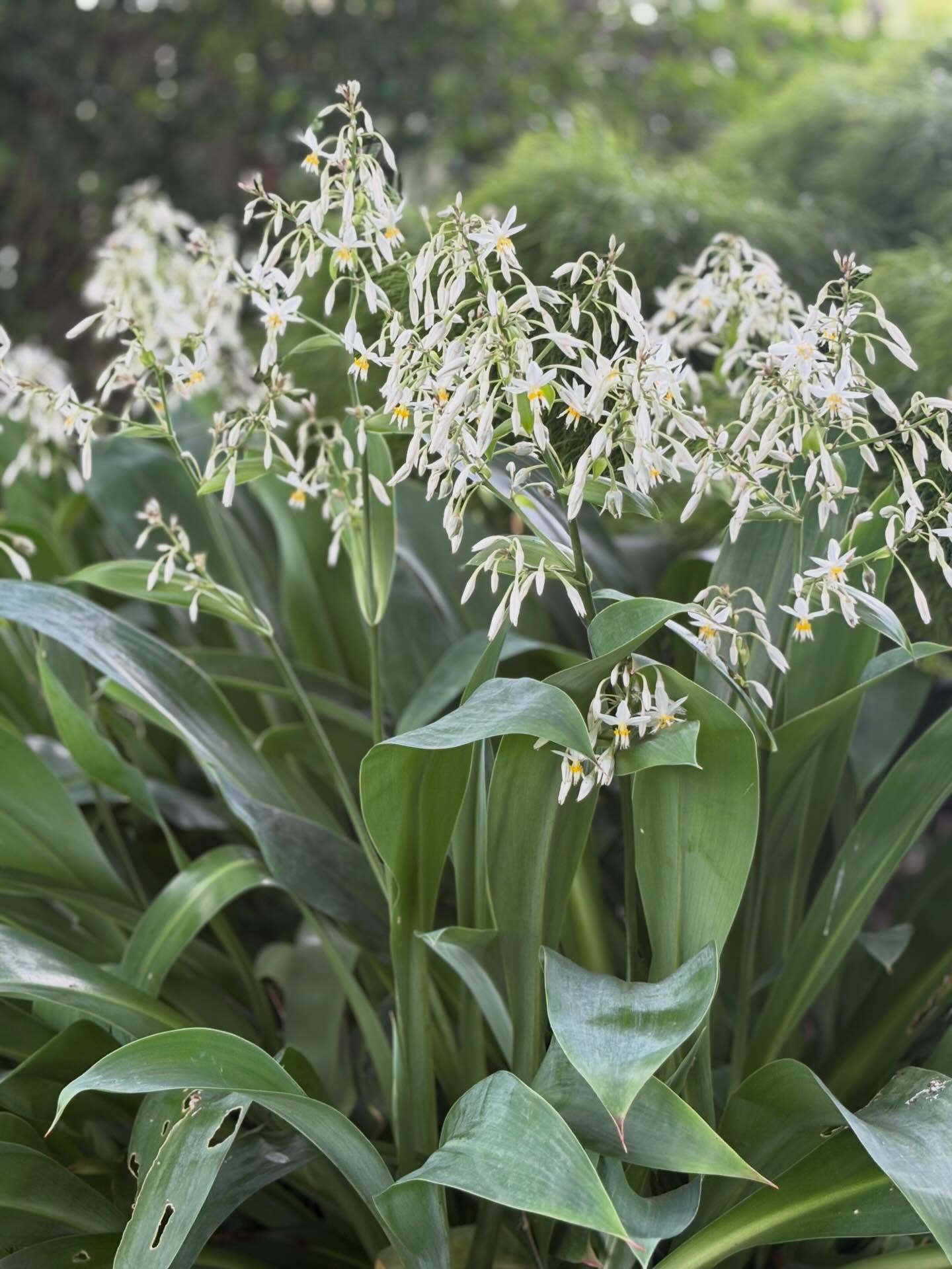 I couldn’t resist taking these photos of the impressive native plant Reinga reinga lily (Arthropodium cirratum). It’s a very worthy replacement for agapanthus - easy to grow, clumps well and tolerates Kapiti’s lighter soils. The Reinga reinga lily’s flower spikes and soft grey arching leaves are a lovely addition to the garden. Keep an eye out for snails - they like snacking on the leaves!
#nznativeplants #gardendesigner