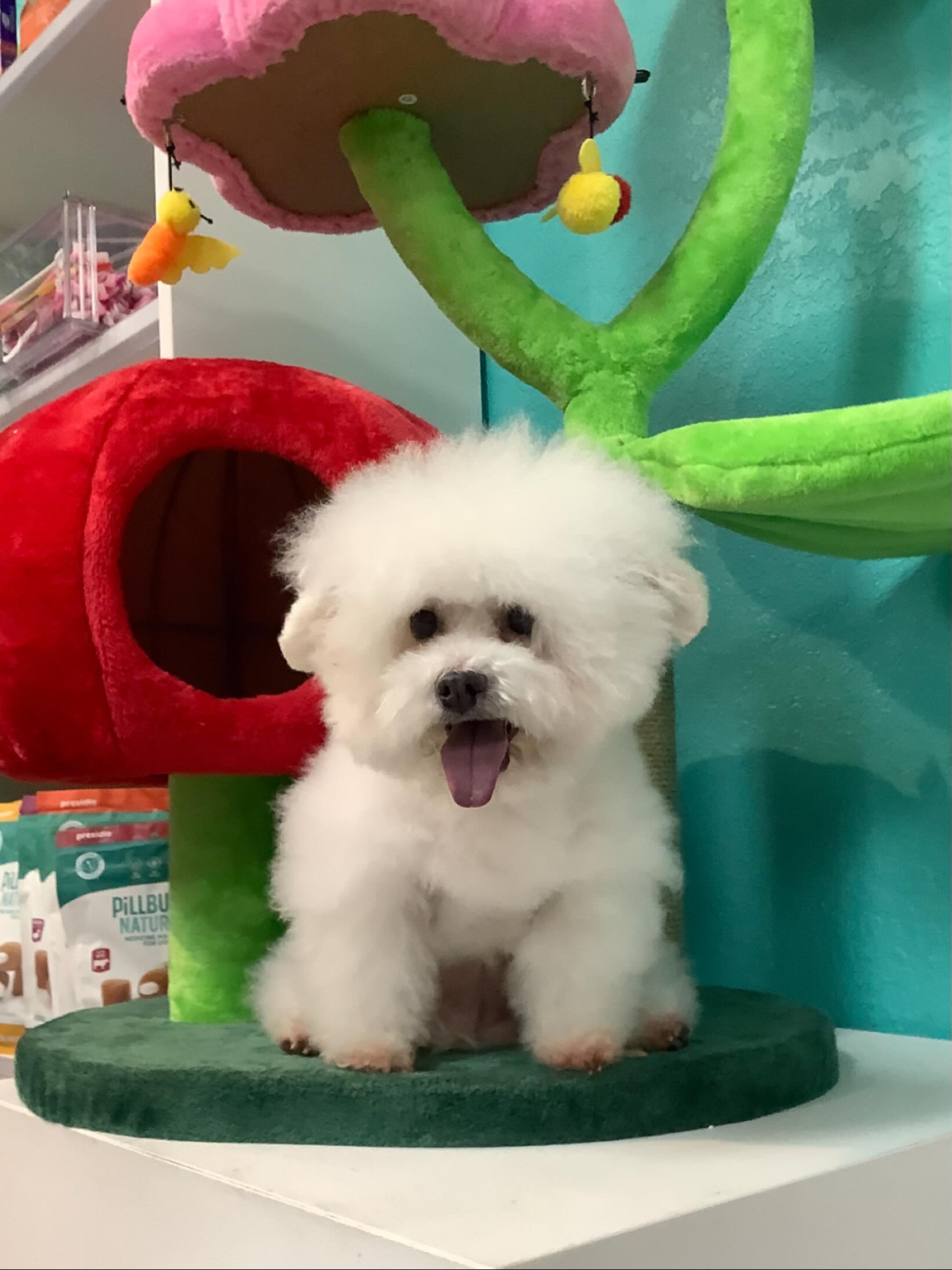 🐾🫶🏼❤️