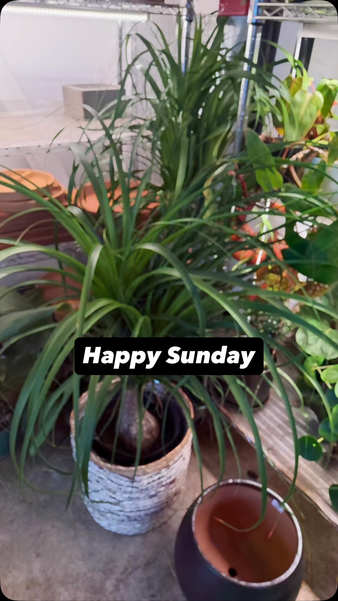 Happy Sunday!! We are open until 4pm today. Stop on by For your next plant or even a gift card for your friend who loves plants!!#booshnursery #plantlover #indoorjungle #seattle #plantshop #plants #houseplant #giftcards