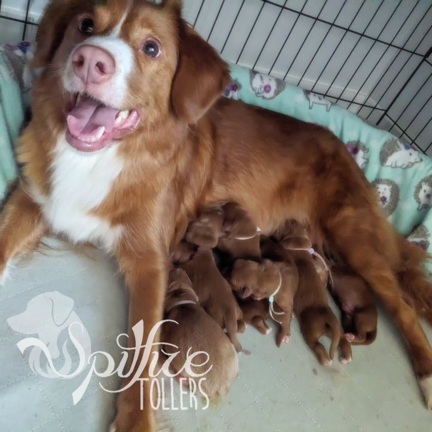 They made it! 6 healthy pups arrived overnight on Dec 1st. Mama and Pups are all doing well.
Welcome to the world Kaguya's Full Moons!
Strawberry 🩷, Harvest 💙, Flower 🩷, Sturgeon 💙, Snow 💙, and Wolf 💙.