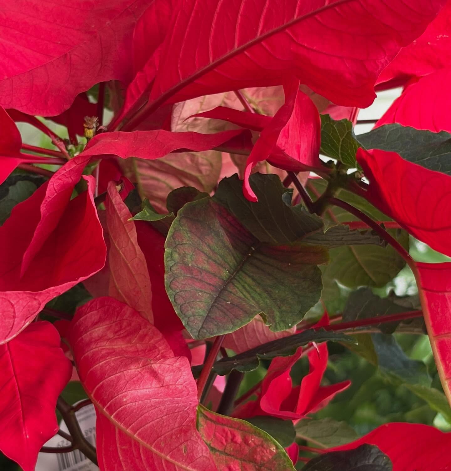 Christmas colour goes hand in hand with happy holidays!