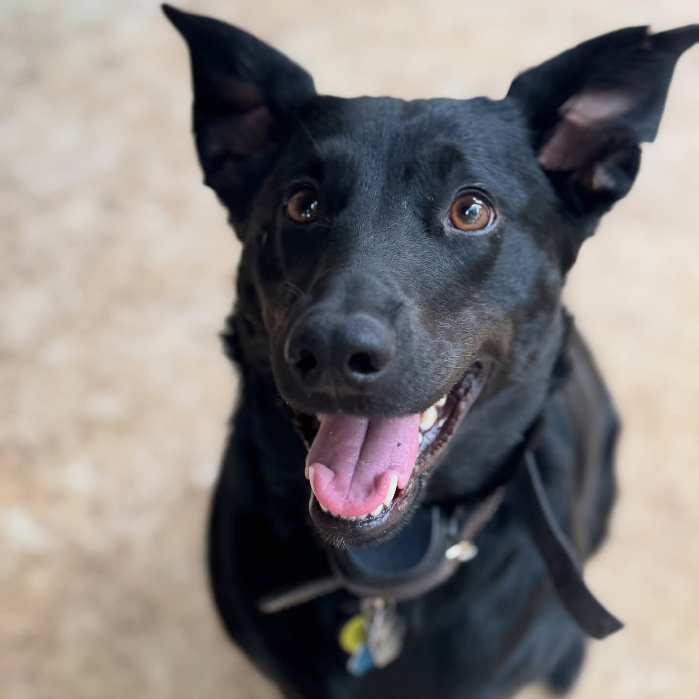 👋 Momo
🐾Boerne Pet Sitting
📍Boerne - Fair Oaks Ranch - Dominion - Leon Springs
📱Book now! DM to request dates or message 830-837-3135
#petsitting #dogs #dogsitting #boerne #fairoaksranch #petsitter