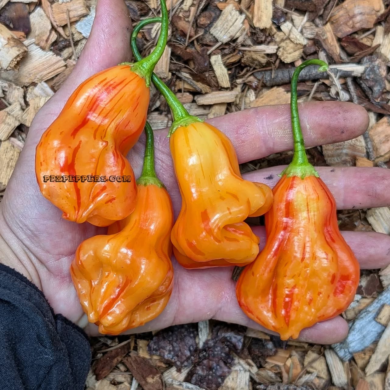Black Friday Deals are Live! Save 40% during our biggest sale of the year. Varieties are selling out fast so don't sleep on these deals!
•
•
•
#PepperBusiness #CyberMonday #FermentedHotSauce #BlackFriday #PortlandOregon #StJohnsFarmersMarket #PDXPeppers #ChiliPeppers #SpicySauce #ThePepperNursery #Zebrange #FreshLocalPeppers #PortlandPeppers #PDXFoodies #PDXFarmersMarket #FarmToBottle #PepperFarm #FermentedPeppers #SpicyFoodLovers #PDXart #LocalHotSauce #PepperGrower #PortlandFarmersMarket #ChiliHeads #FarmersMarketFinds #PDXSpicy
