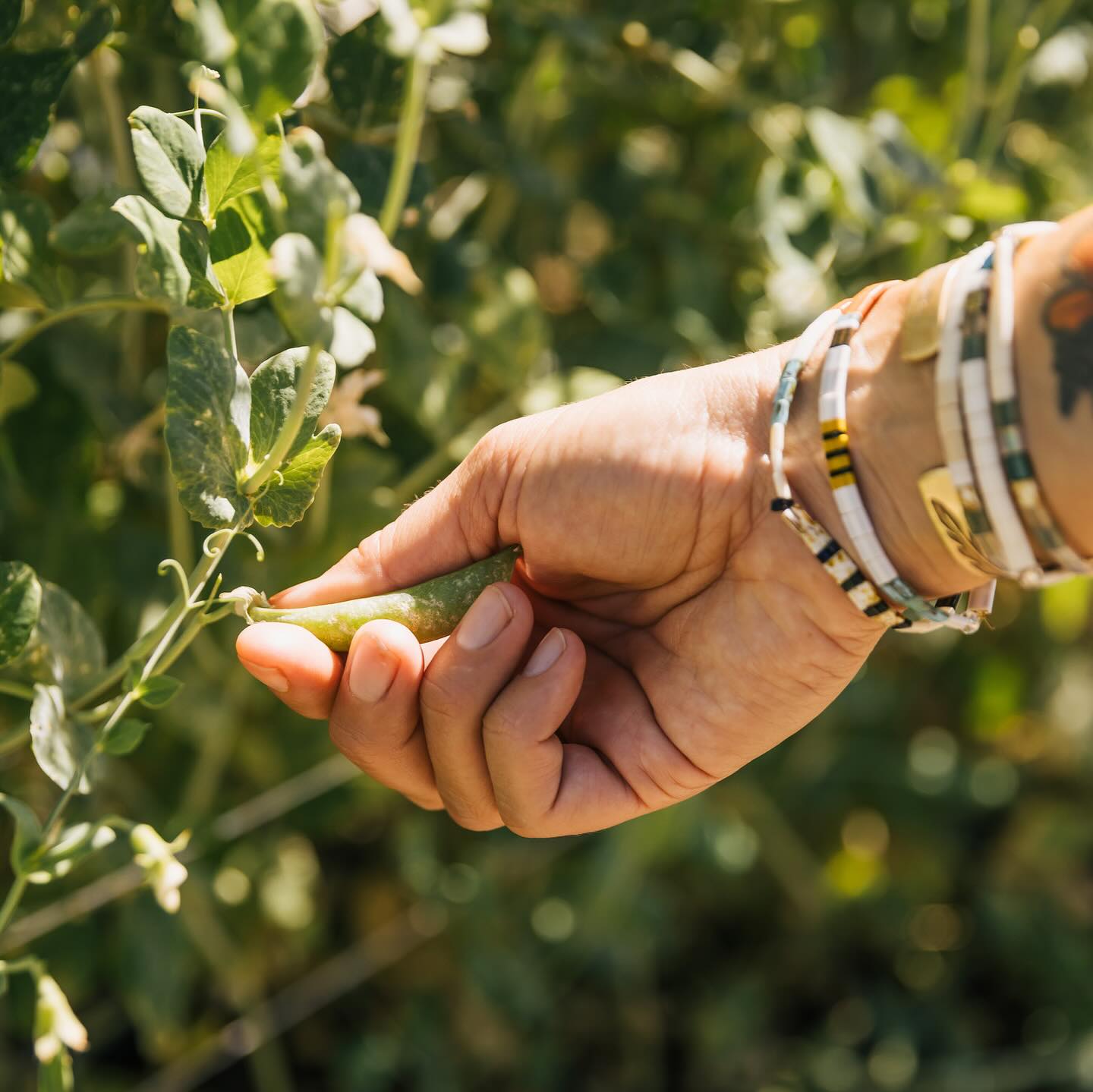 “If farming was solely effort, those small moments of joy and beauty would go unnoticed. The grind would be unsustainable. But when you find the dance between effort and ease, there is the magic. It’s the balance. It’s the flow. It’s what I find in farming, and ultimately what I hope to find in all aspects of my life. To discover that hard work and grit can and do exist in the same plan as grace and joy.”
-Lynsey Gammon, Farm Director
Thank you all for your support this farm season!!! We enjoyed spending time with you at every market, farm dinner and CSA pickup.
We hope to see you this winter for our special events and markets🤍
With Love,
Your Local Farmhers👩🏼🌾👩🏻🌾👩🏽🌾
📸: @dancampbellphoto