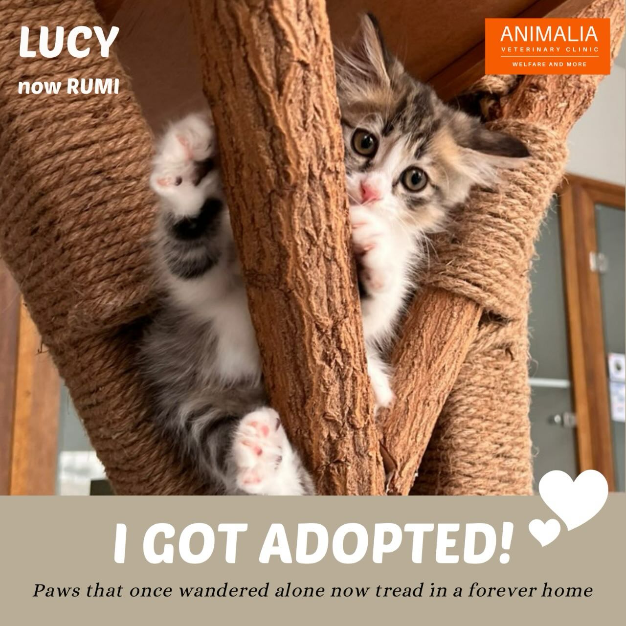 #animaliauae #uae #loveuae #cats #animals #animalwelfareinschools #communitycats #animalrescue #abudhabi #animalcare #vetclinic #veterinaryhospital #veterinaryclinic#mastersurgeon #surgery #adoptdontshop #catadoption #education #animaliapaws #animalwelfareabudhabi#animalwelfareeducation #youthprograms #sustainability #yearofcommunity #uae2025 @dofeuk @animaliauae