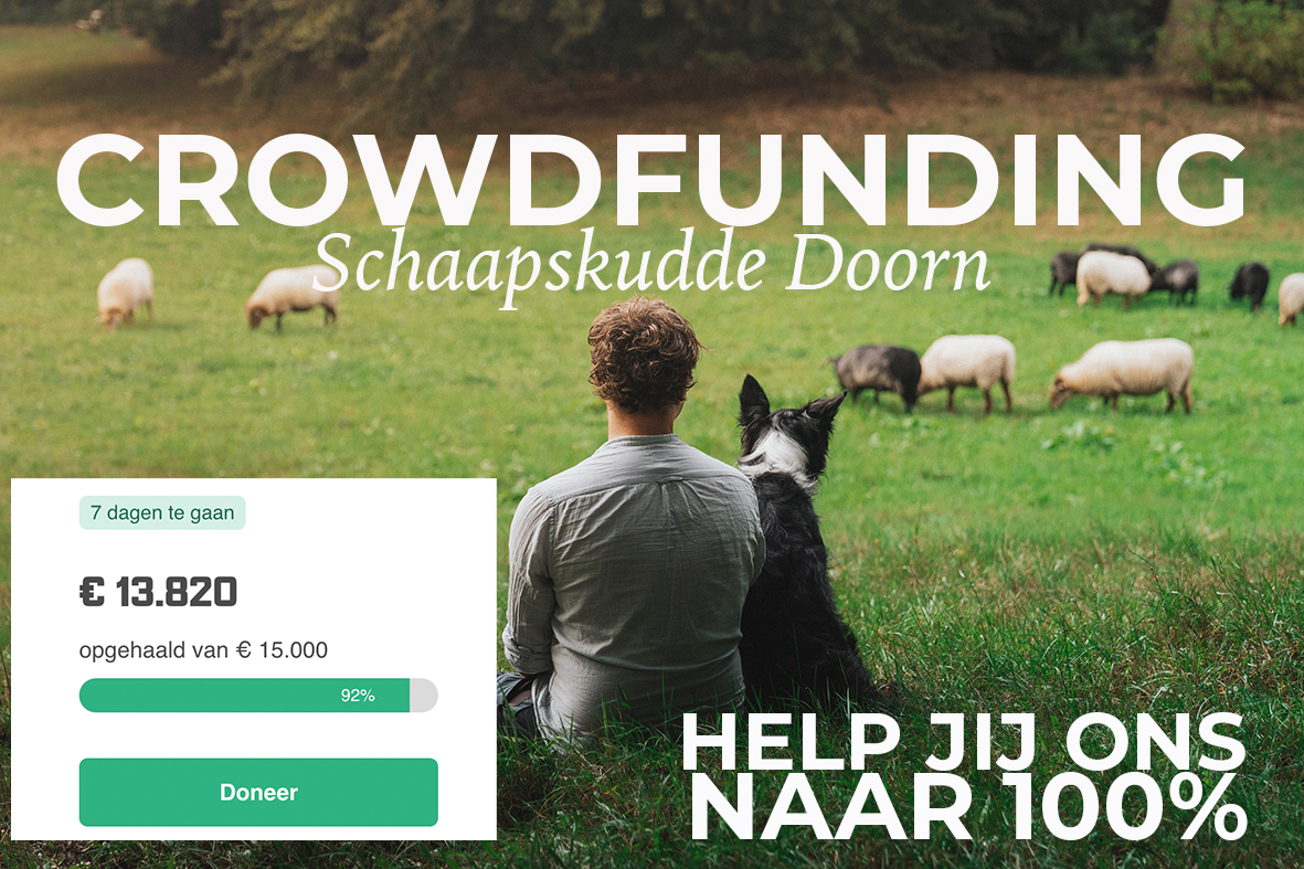 Het mooiste cadeau voor schaapskudde Doorn is deze kerst een donatie aan onze crowdfunding. We gaan naar de 100%, maar we zijn er nog niet!! Nog een paar dagen te gaan... help jij ons met de laatste loodjes?
Klik dan op de LINK IN BIO 👉
🐺 bescherm onze schaapjes tegen de wolf
🍀 help ons de biodiversiteit te ontwikkelen door agrarisch natuurbeheer
🐑 steun 5000 jaar oud cultureel erfgoed van herders op de Utrechtse Heuvelrug
❤️ de schaapjes en ik zijn je oneindig dankbaar voor je bijdrage
#schaapskudde #utrechtseheuvelrug #wolf