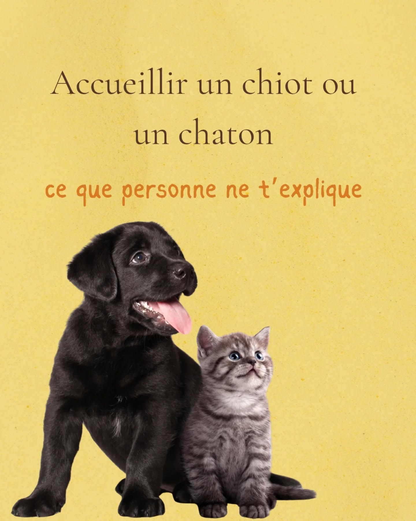 L’arrivée d’un chiot ou d’un chaton est un moment magnifique… mais pour lui, c’est un choc.
Tout change d’un seul coup : l’odeur, la famille, l’environnement, le bruit, le rythme, la nourriture, les repères.
La communication animale permet d’adoucir cette transition : on explique, on rassure, on prépare.
On évite les peurs inutiles, les traumas silencieux, les incompréhensions qui s’installent dès les premiers jours.
Que ce soit un chiot ou un chaton, le besoin est exactement le même : sécurité, compréhension, stabilité, douceur.
Et le simple fait de lui dire ce qui va se passer change énormément sa manière d’arriver chez toi.
Si tu accueilles bientôt un bébé animal, ou si tu viens d’adopter et que tu sens que c’est un peu difficile, écris-moi.
Je t’aiderai à comprendre ce qu’il vit, et comment rendre son arrivée plus sereine.