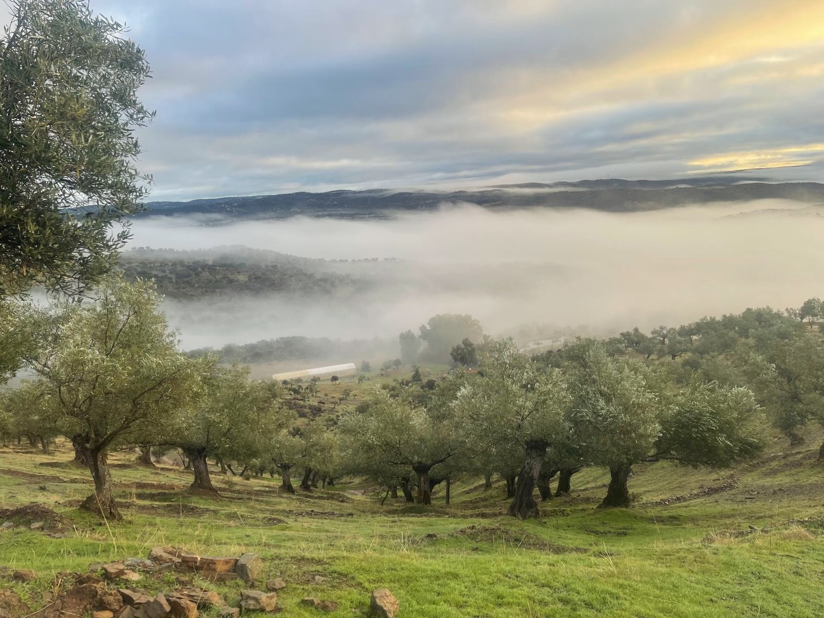 +5.000kg 🫒We are in the middle of the harvest season! And we have received help from this group of heroes from Northern Ireland! @the_purpose_collection @mbmotorsni @coaching.for.christ 💪🏼They have taken a week of their holidays to come and help us pick olives! 🌳They have also come to disconnect and enjoy this wonderful landscape, which leaves us all breathless. 💚