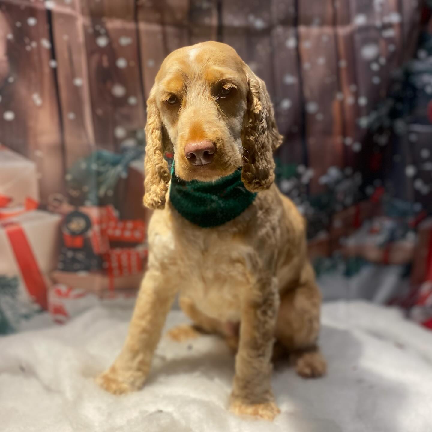 Sweet little Lily 🎄