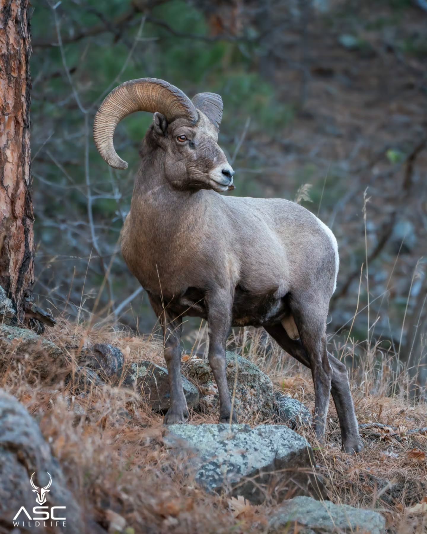 I love this pose from this bighorn Ram.. He was looking across the meadow at a heard of ewes. He could stand still for what seemed like hours...but the Ewe that was close kept him in action.
Photography by @ascwildlife
.
.
.
.
#wildlifephotography #ram #SouthDakota #bighornsheep #wildlife