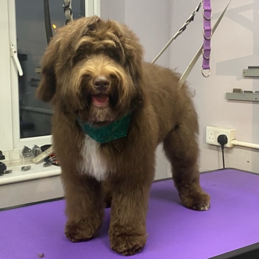Remington 🤎🐶
We know he looks just like a baby brown bear 🐻 but he is in fact a baby cockapoo !
In for his first ever puppy groom, isnt he gorgeous ! He was a typical excited playful puppy but he took grooming in his stride and once he caught an eye of himself in the window he stood like a pro 😉😂