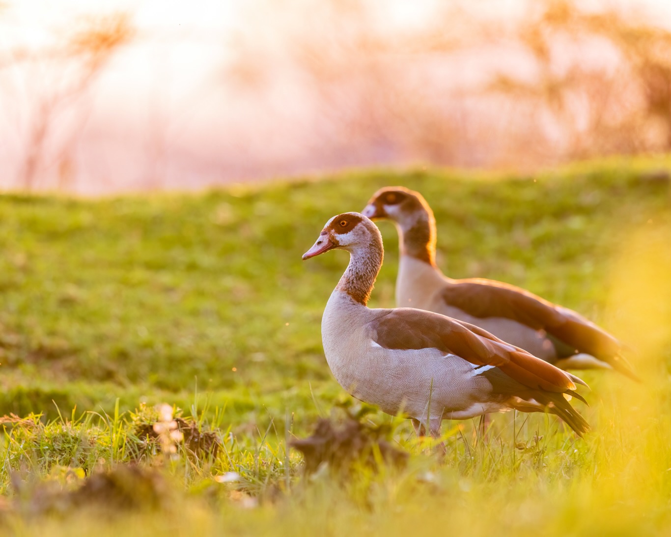 We live in the age of hostile takeover disguised as civility.
☆
Egyptian Goose
☆
#kenya #birds #gooseontheloose #egyptiangoose #travelafrica