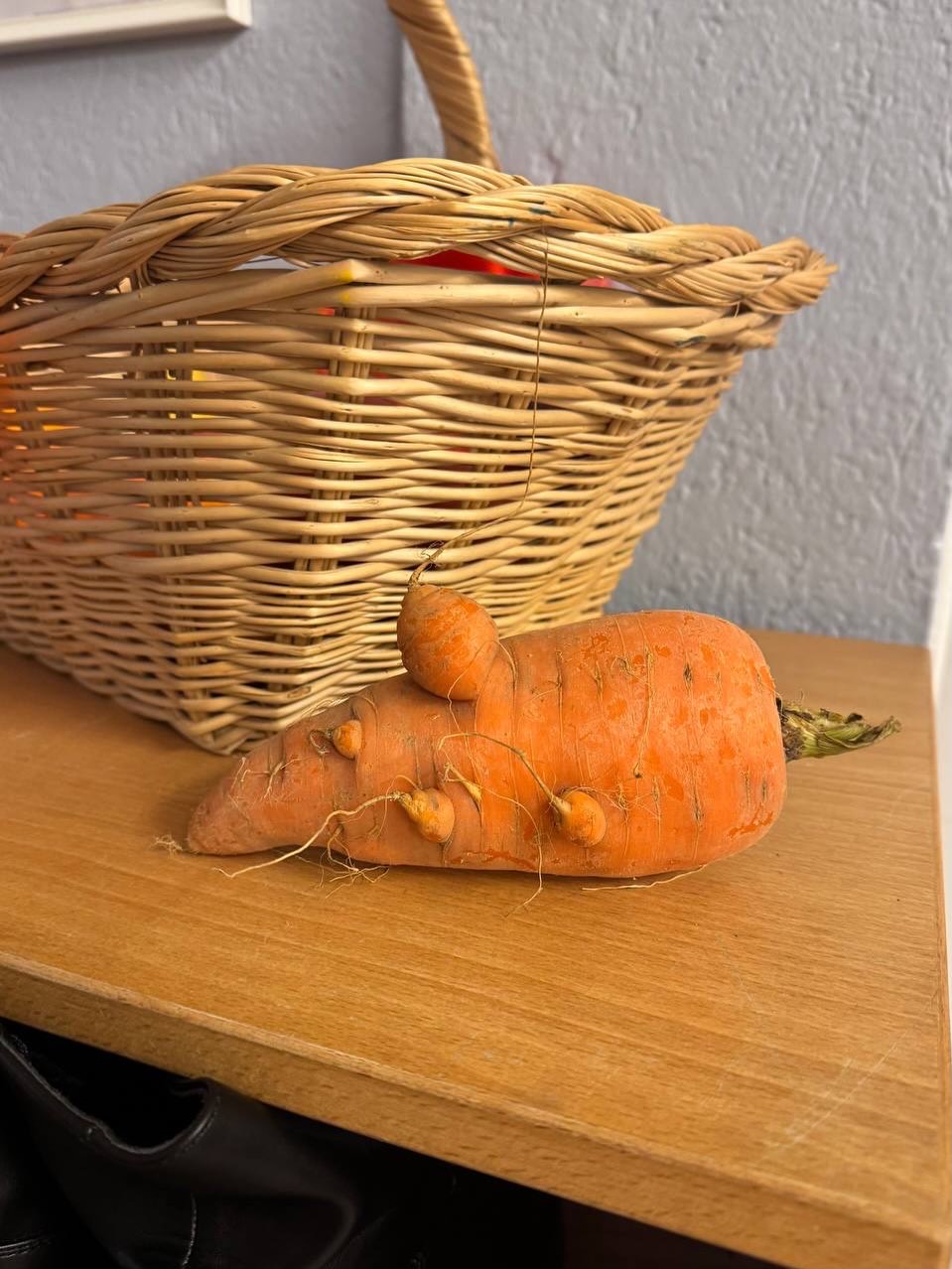 Von der Möhrenratte waren auch die Kindergartenkinder begeistert. Wir waren sehr entzückt von unseren Kuschelmöhren auf dem Feld. Macht es ebenso: habt ein paar kuschelige Tage, möglichst in Frieden und ohne Stress. #kuscheln #möhren #weihnachten #friedenfüralle #solidarischelandwirtschaft #gemüsekiste #eatlocal #solawi #farmtotable #farmlife #frohlawi #biogemüsekiste #Reinickendorf #hohenneuendorf #stolpe #hermsdorf #frohnau #frischvomfeld #FrischeErnte