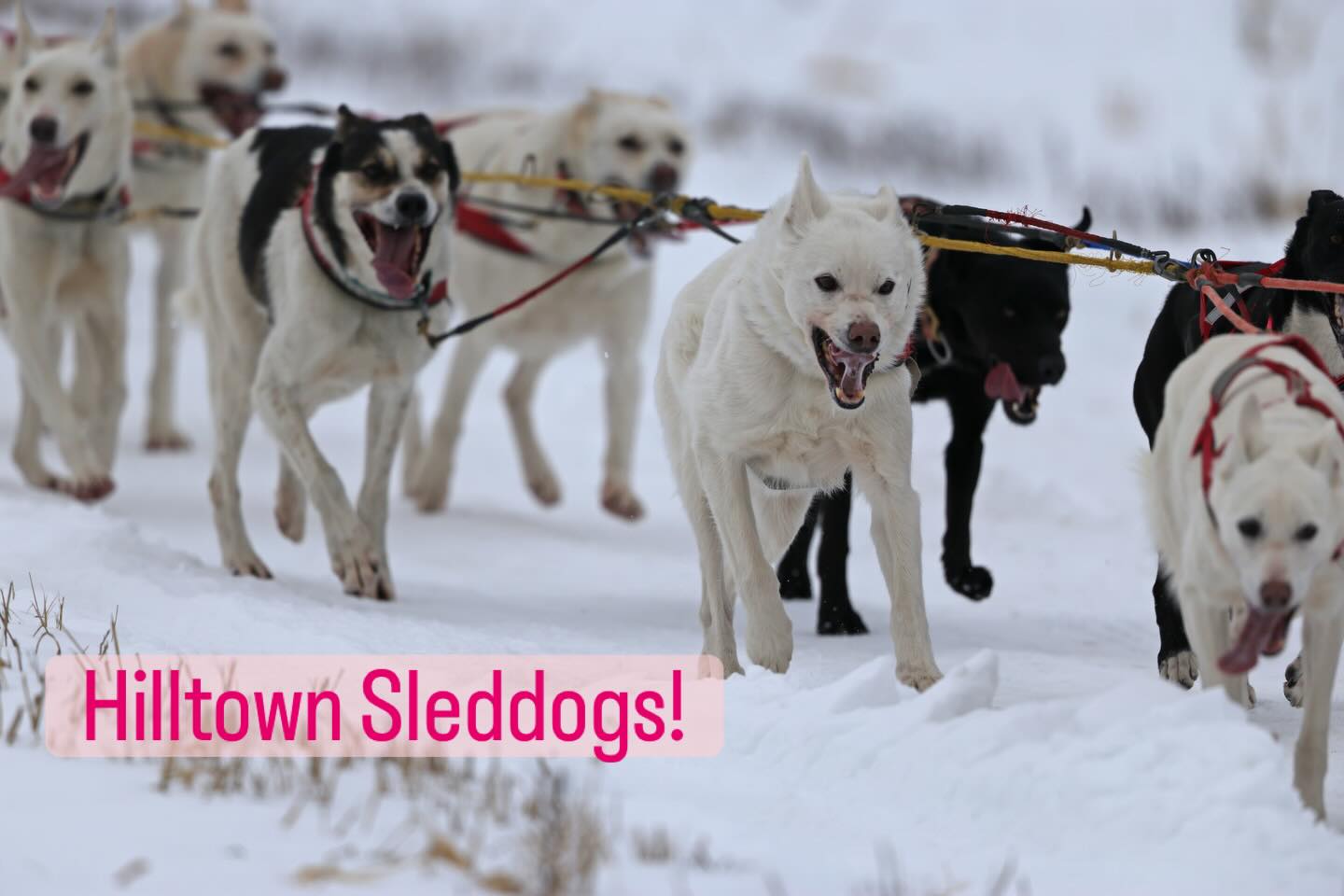 Mushing in the Meadows! Photo by Julie Blue, thank you:) #hilltownsleddogs #mushing #sleddoglife #happydogs