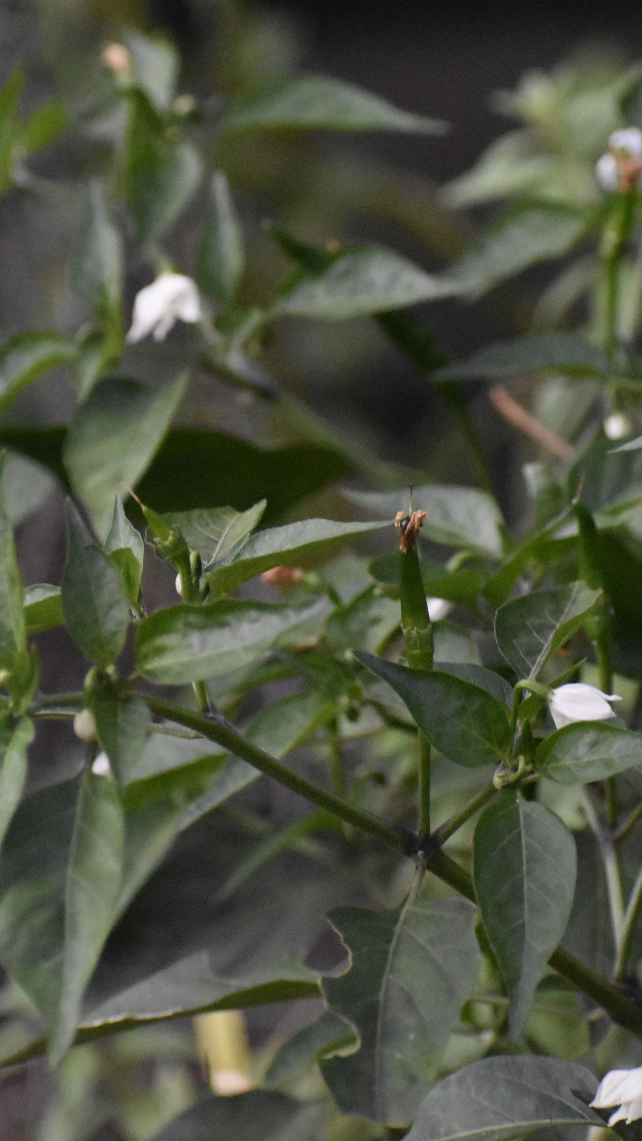 There’s a simple delight in watching these chilies come through. We’ve got a mix of varieties to pick from, and one of them has been with us on the balcony for almost four years now. We trimmed it earlier this year, and it’s back to life again, quietly loading up new chilies for harvest. Even better… four more new plants are also coming up within the containers that we planted three months ago. 🌶️ 🌾🌿💦🙌